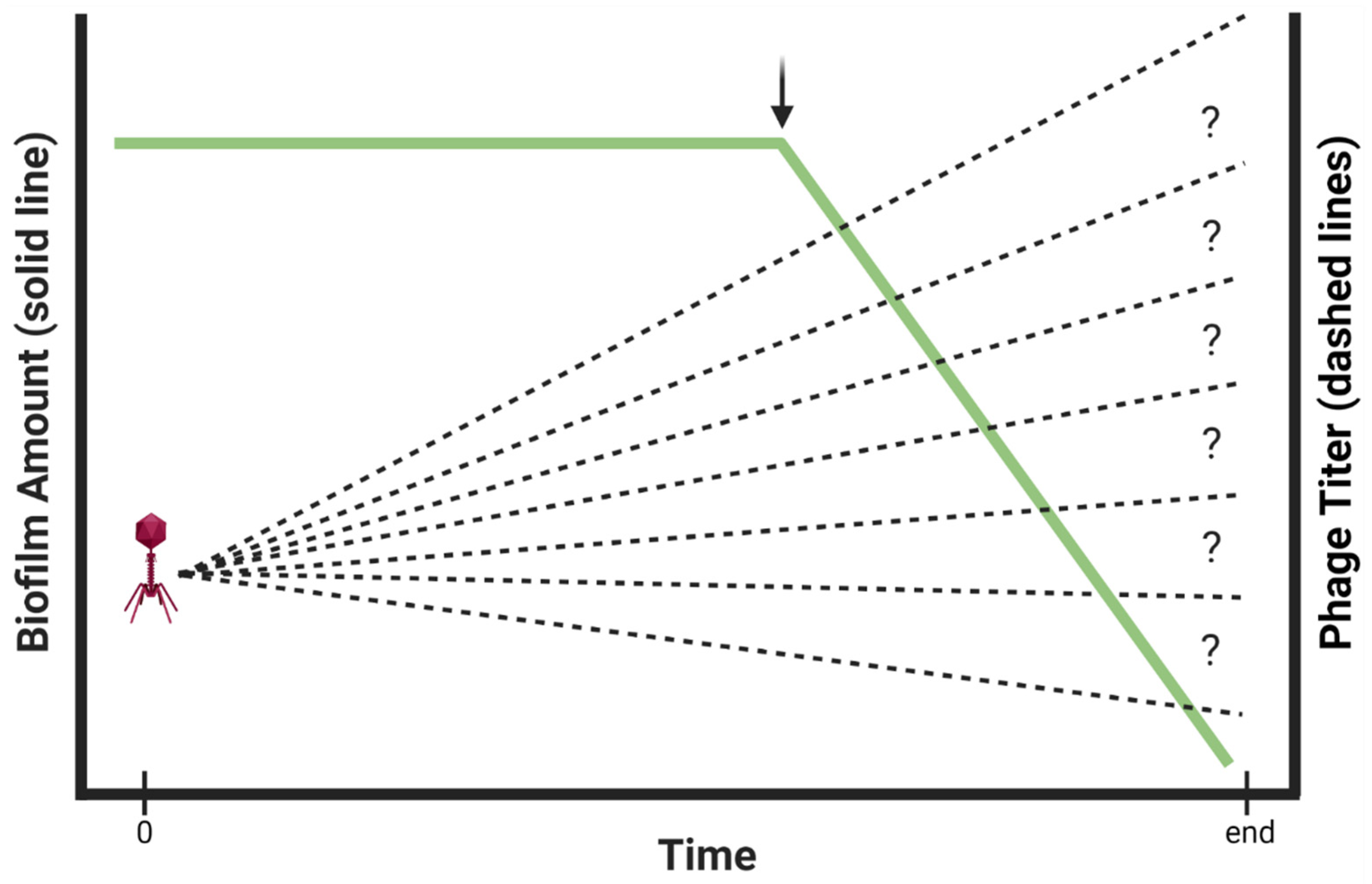 Viruses 13 01175 g003