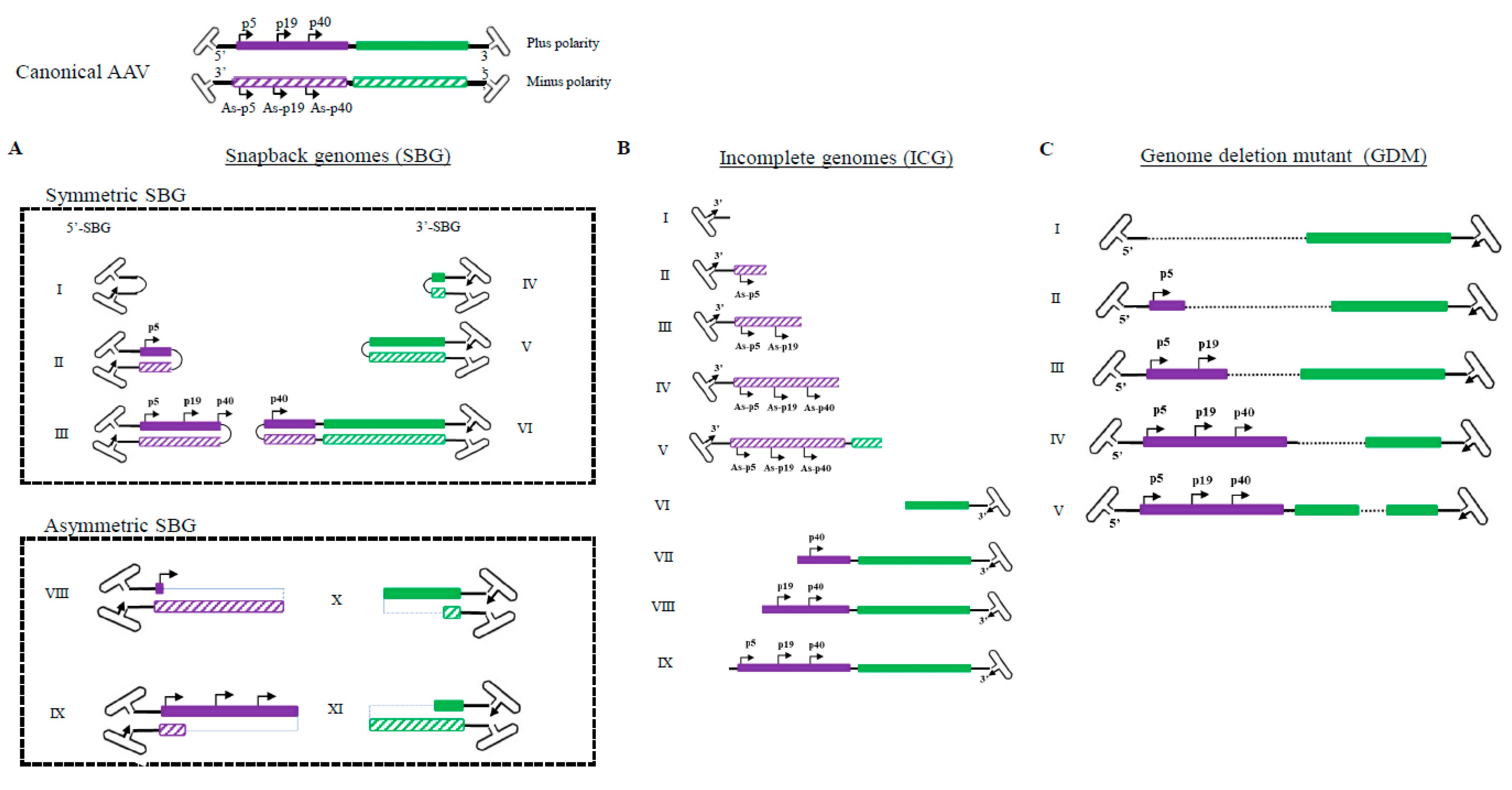 Viruses 13 01185 g001