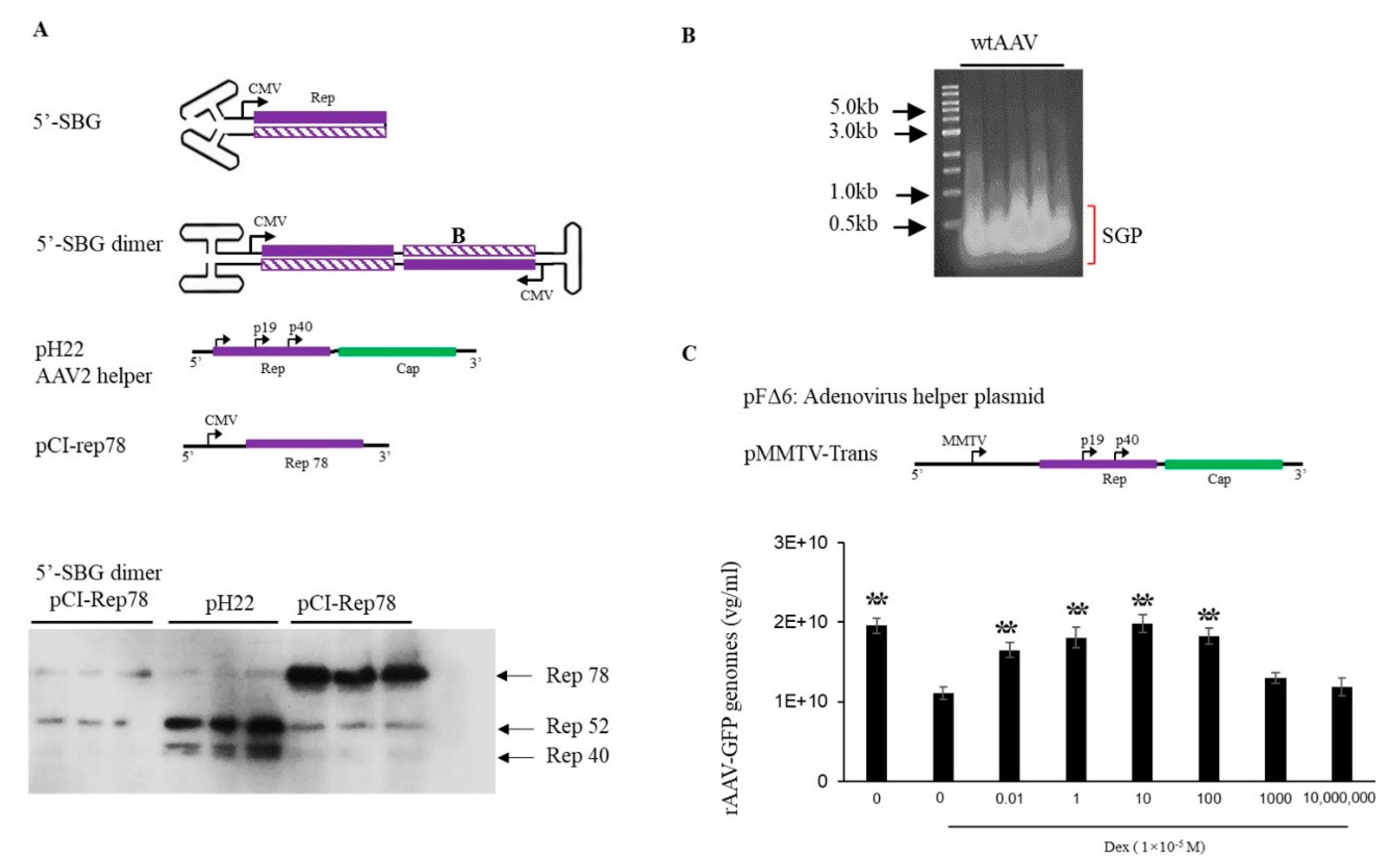 Viruses 13 01185 g002