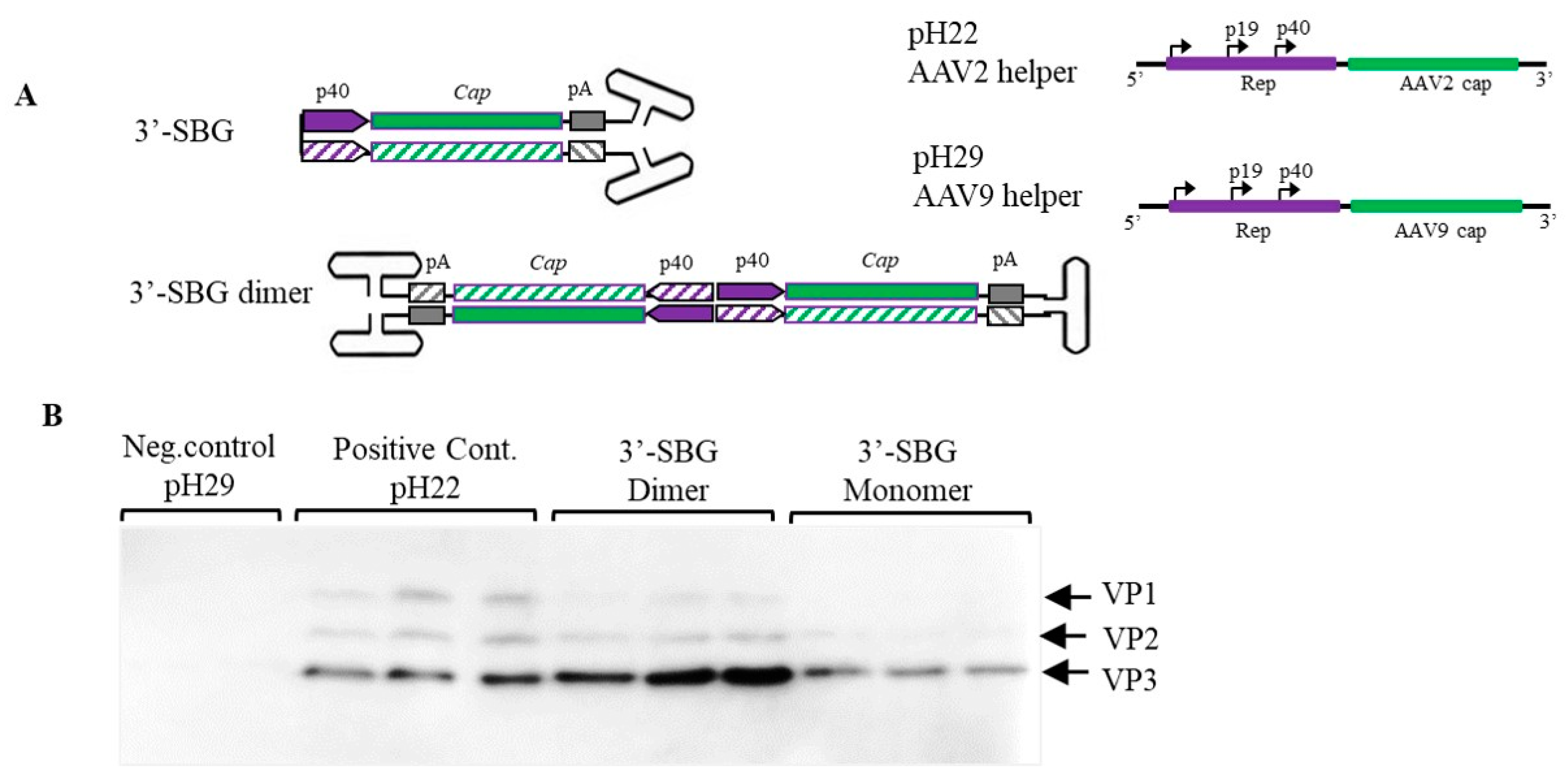 Viruses 13 01185 g003