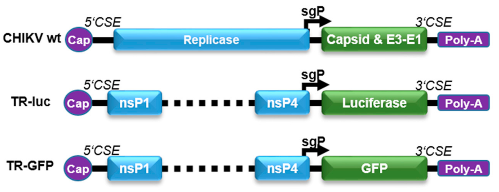 Viruses 13 01191 g001
