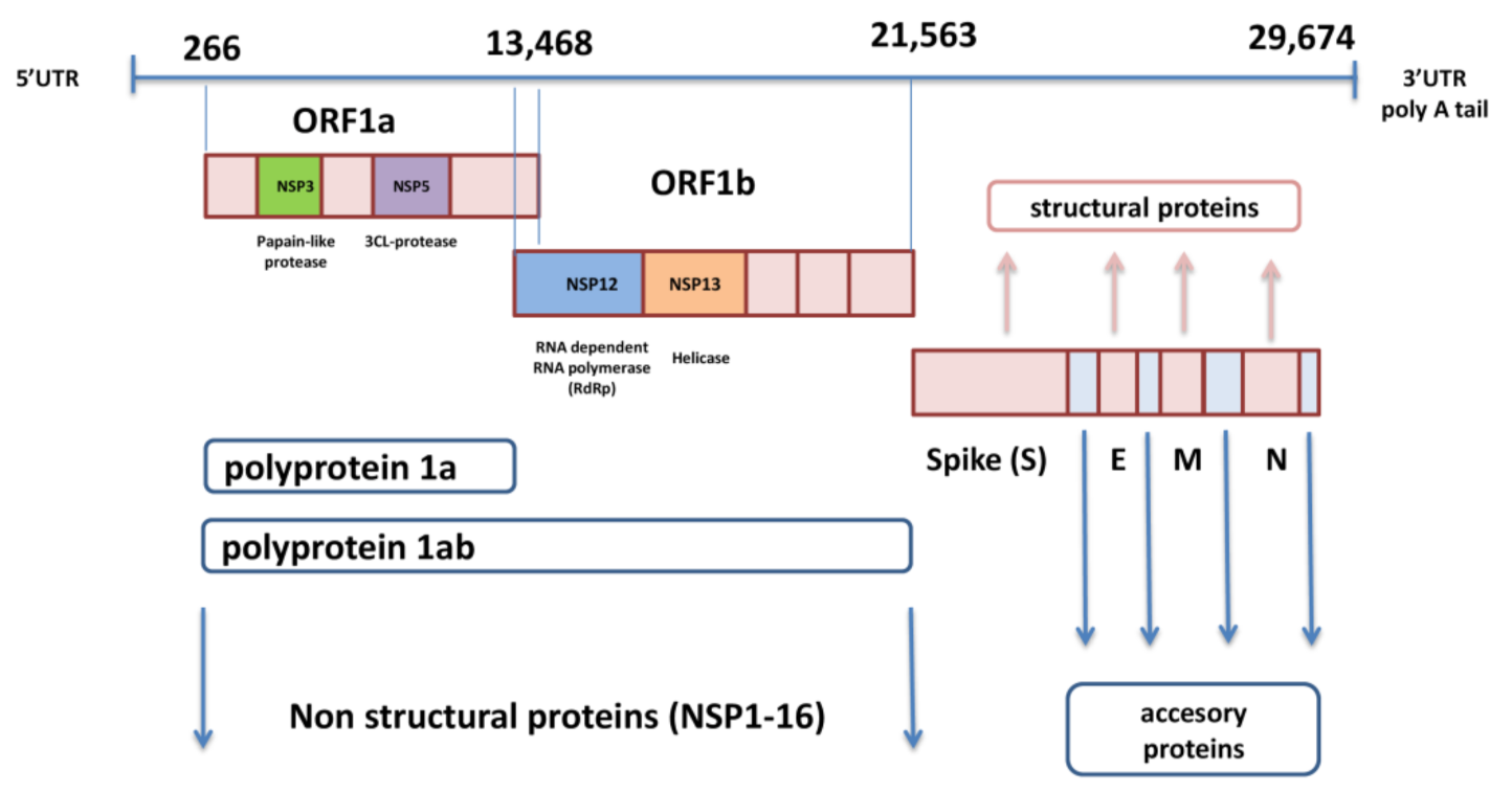 Viruses 13 01192 g001