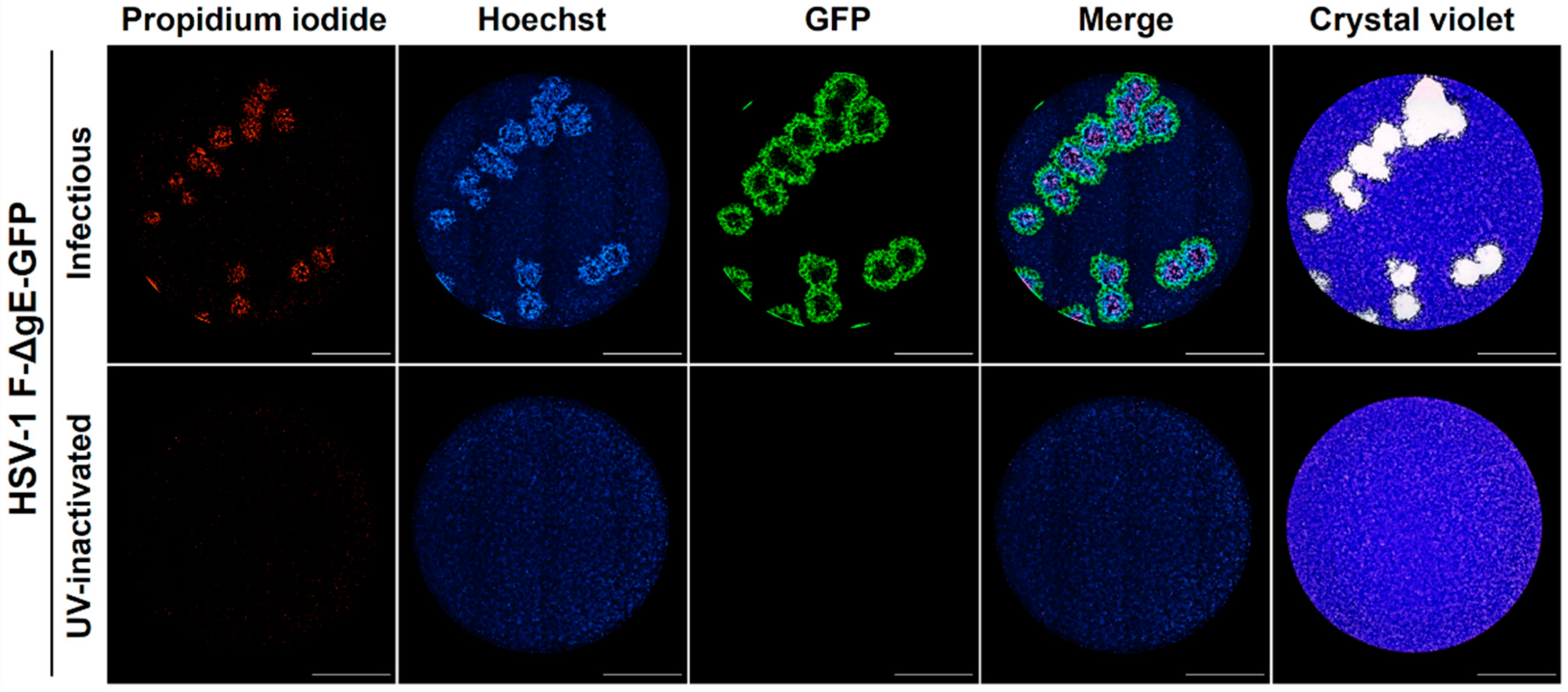 Viruses 13 01193 g004