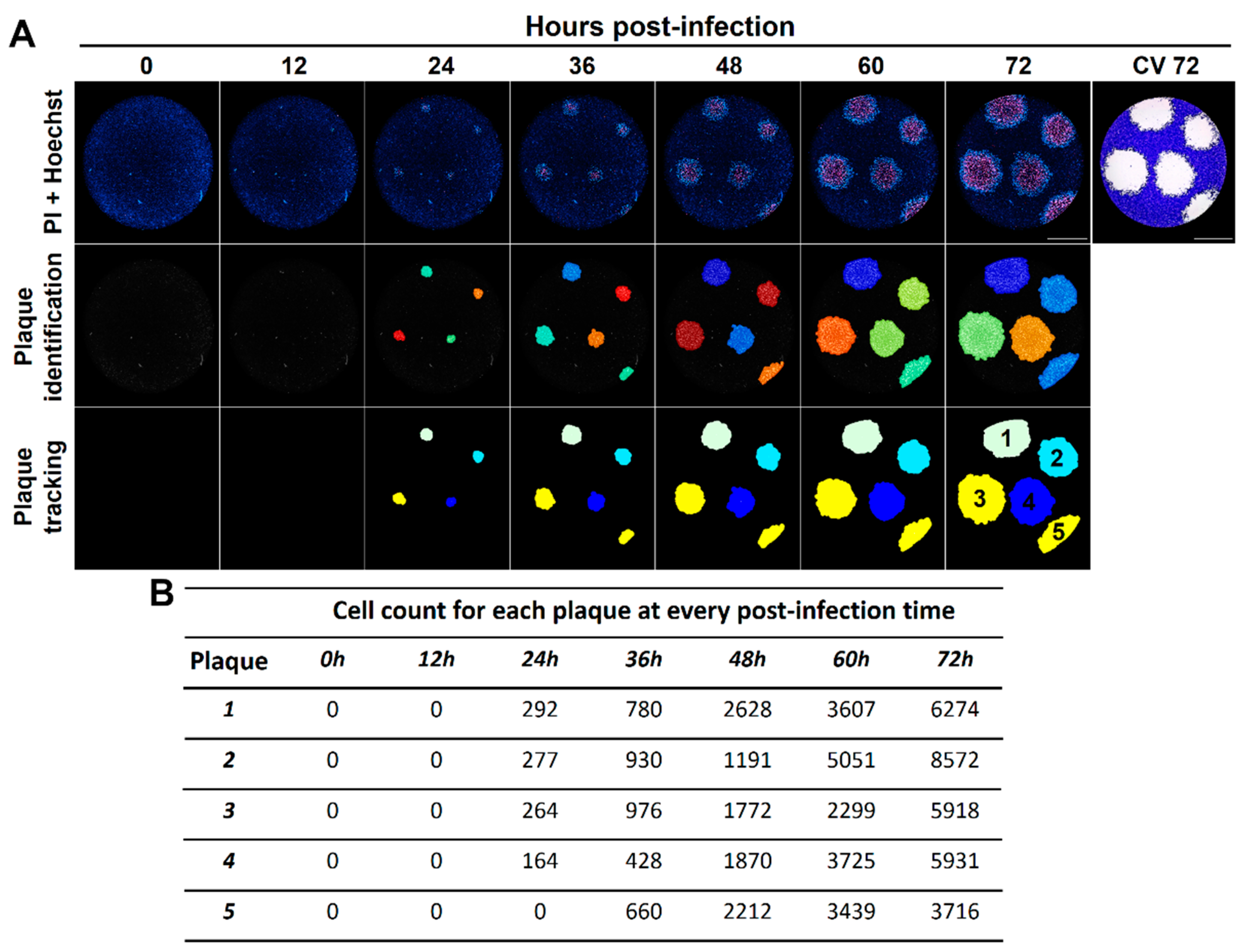 Viruses 13 01193 g006
