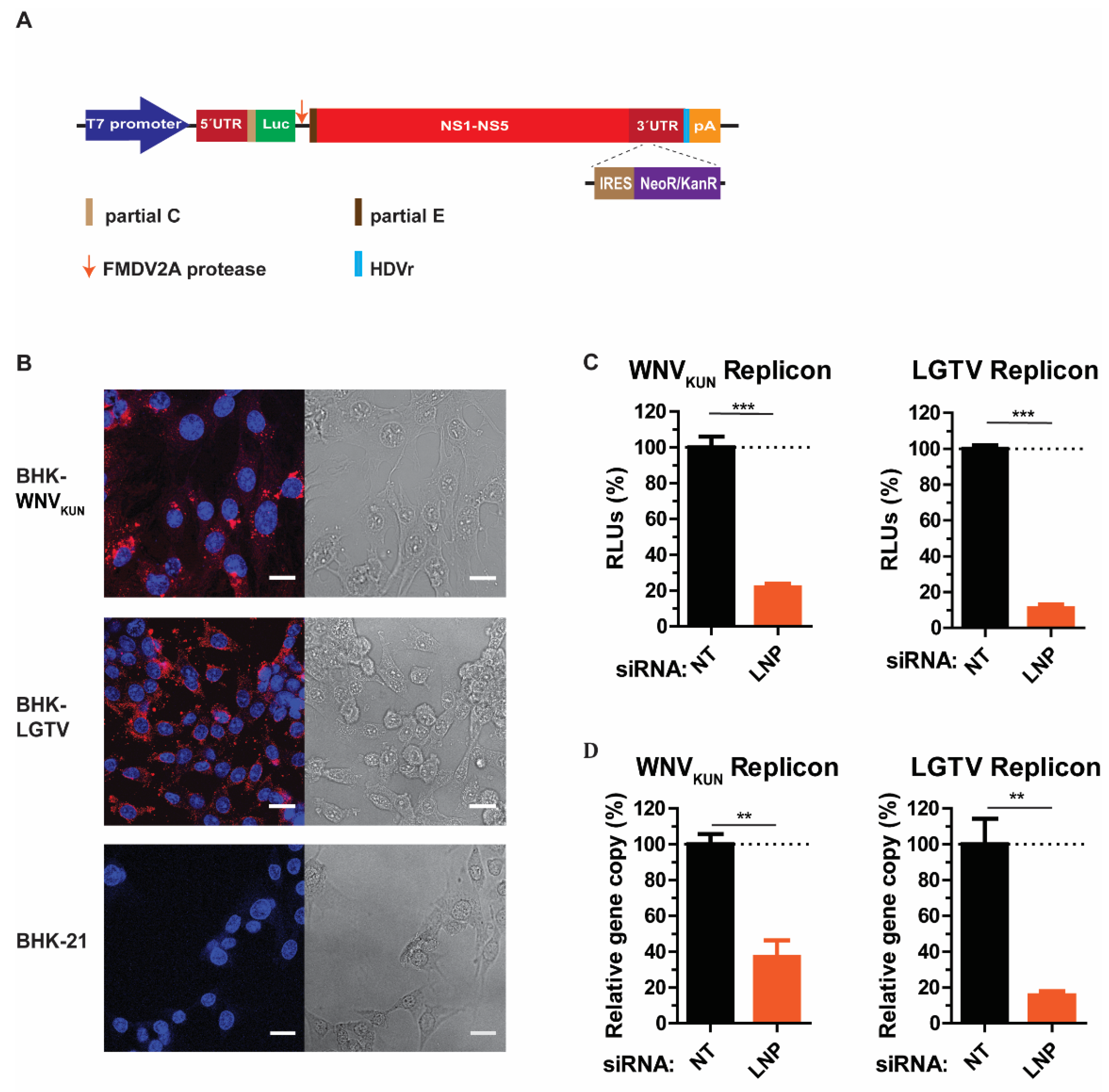 Viruses 13 01198 g003