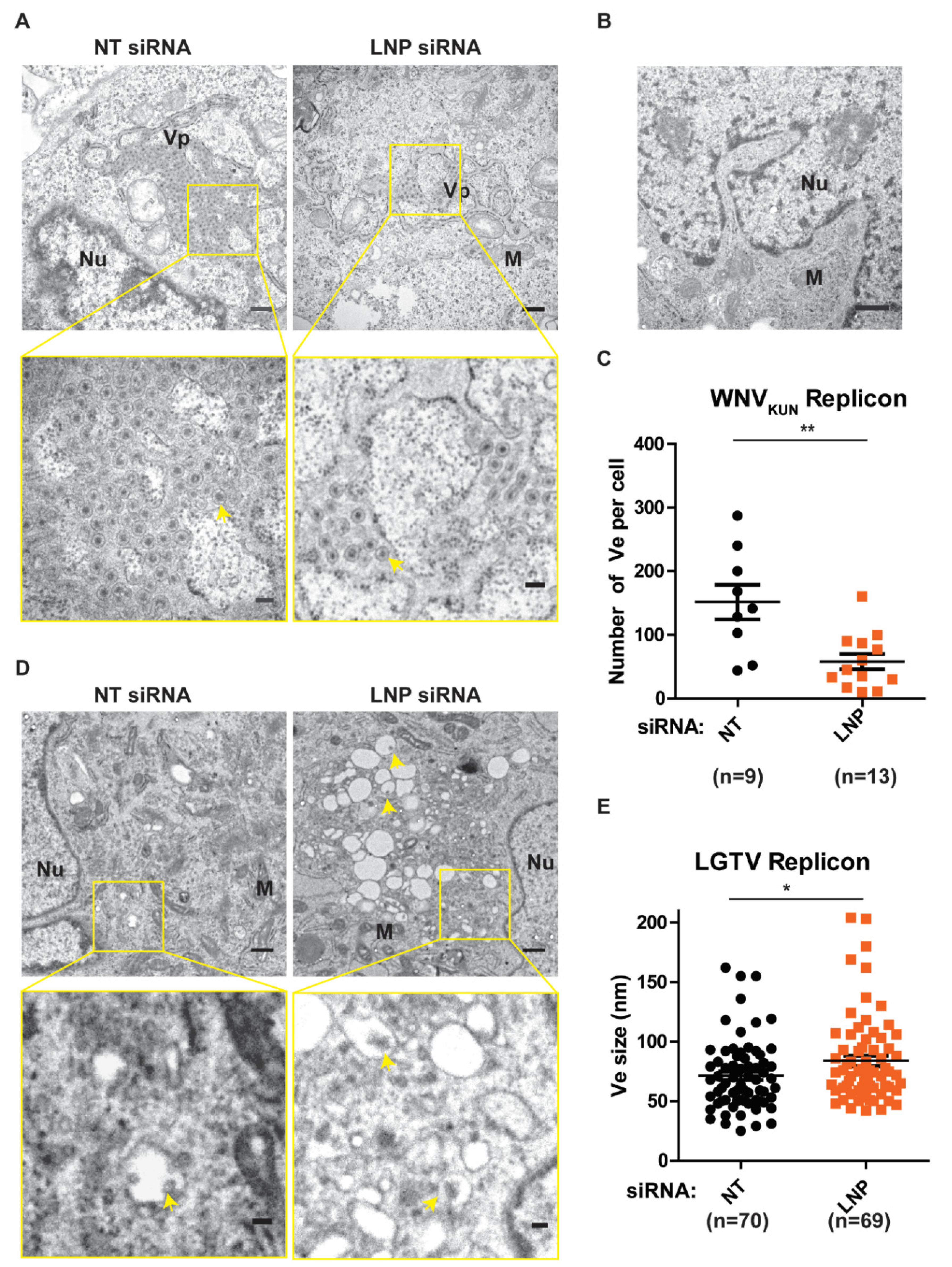 Viruses 13 01198 g004