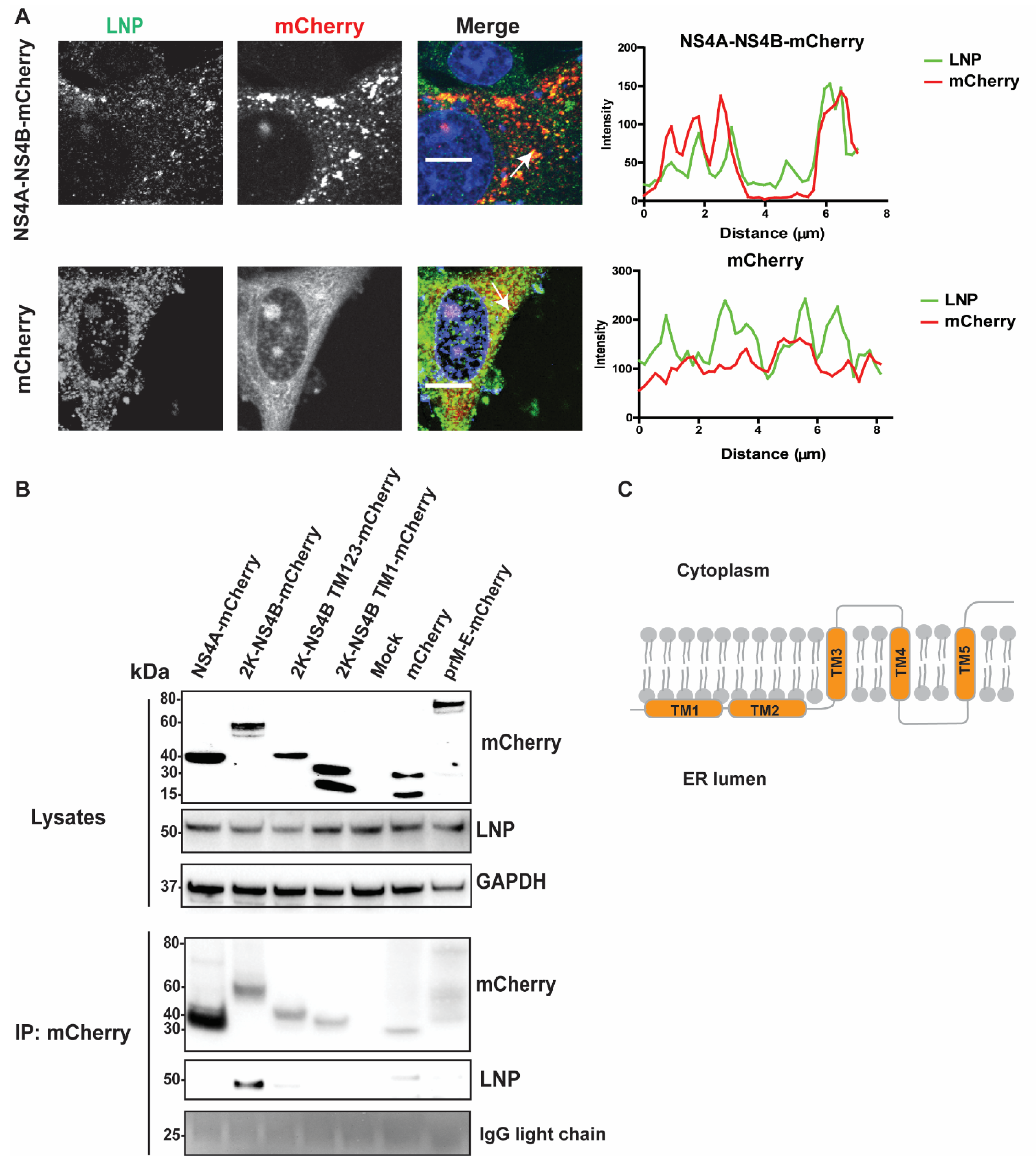 Viruses 13 01198 g005