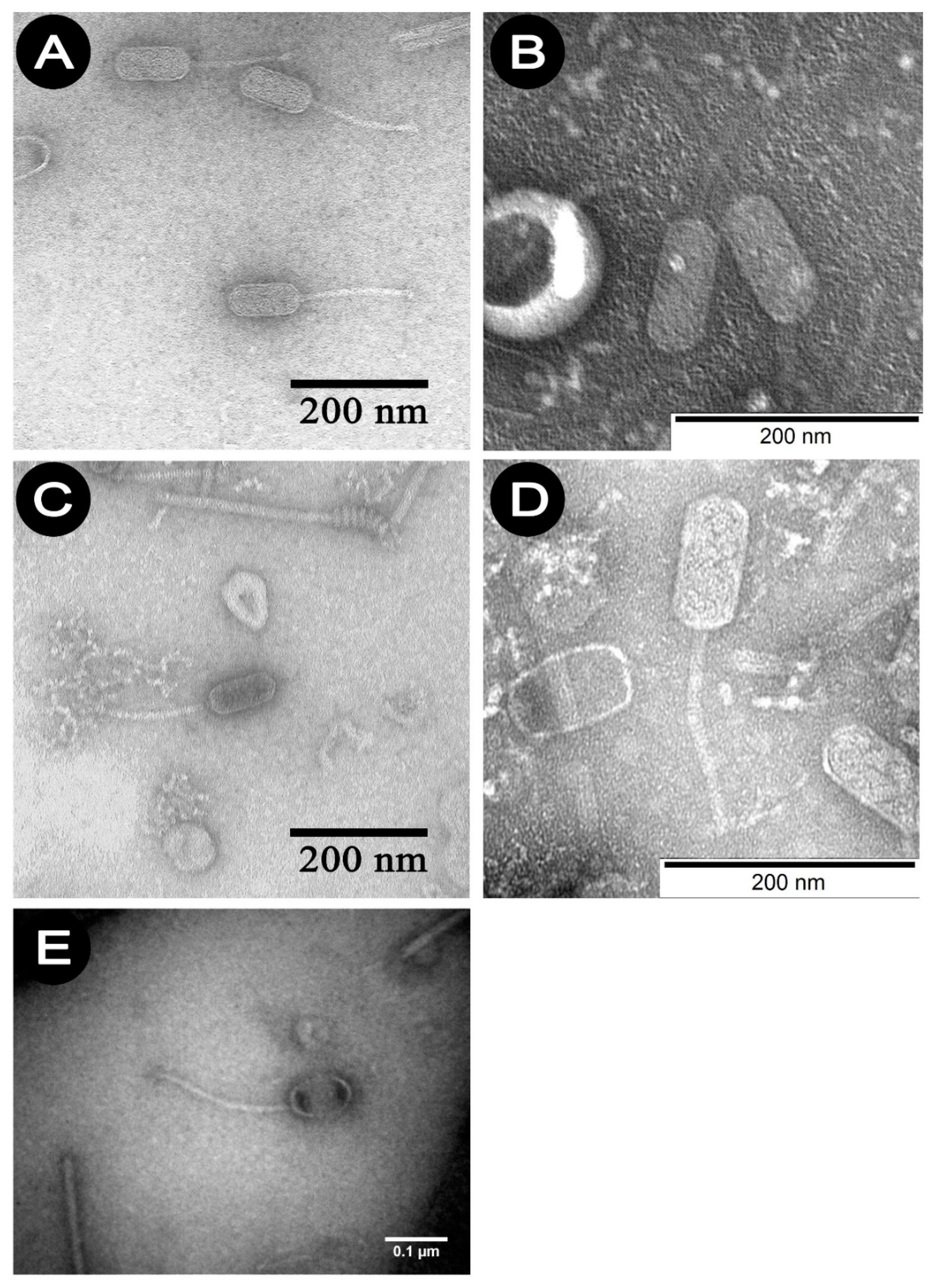 Viruses 13 01217 g001