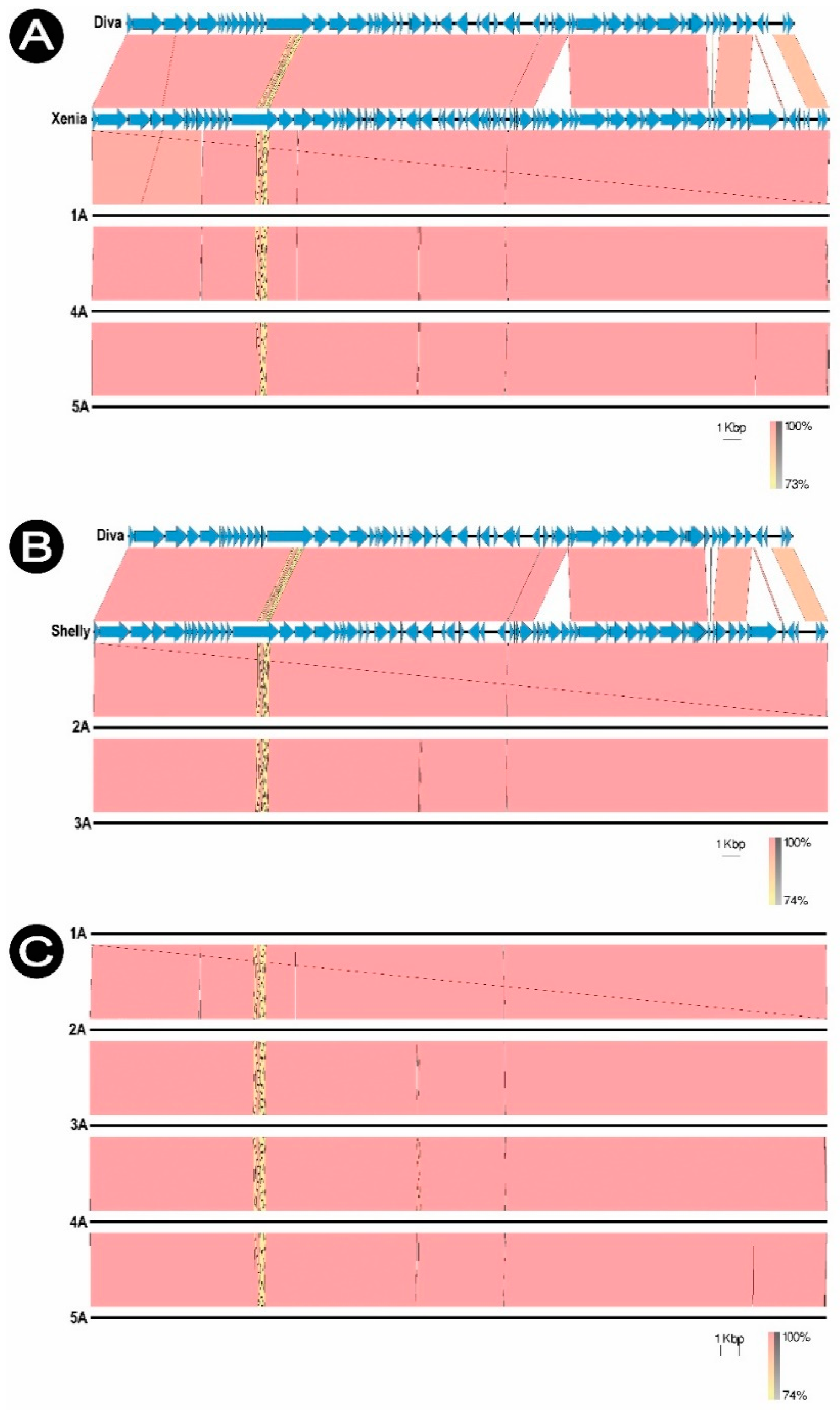 Viruses 13 01217 g007