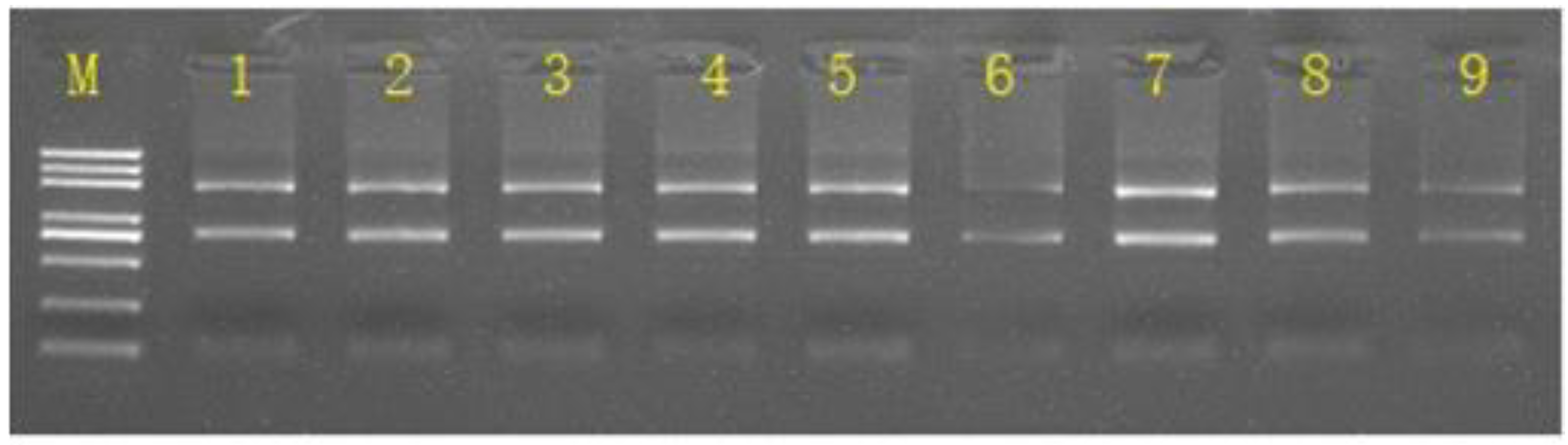 Viruses 13 01218 g001