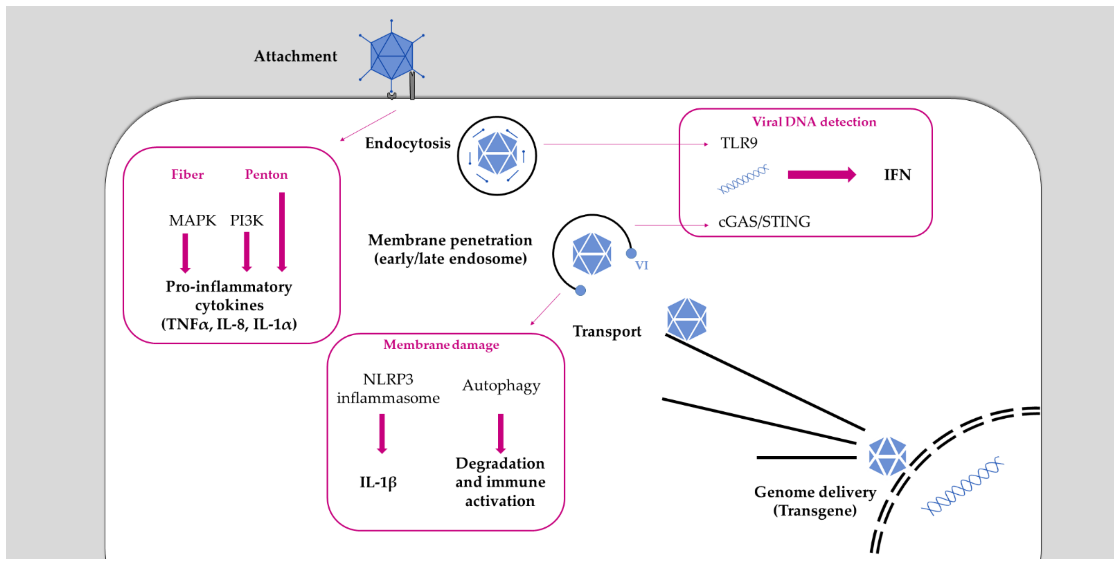 Viruses 13 01221 g001