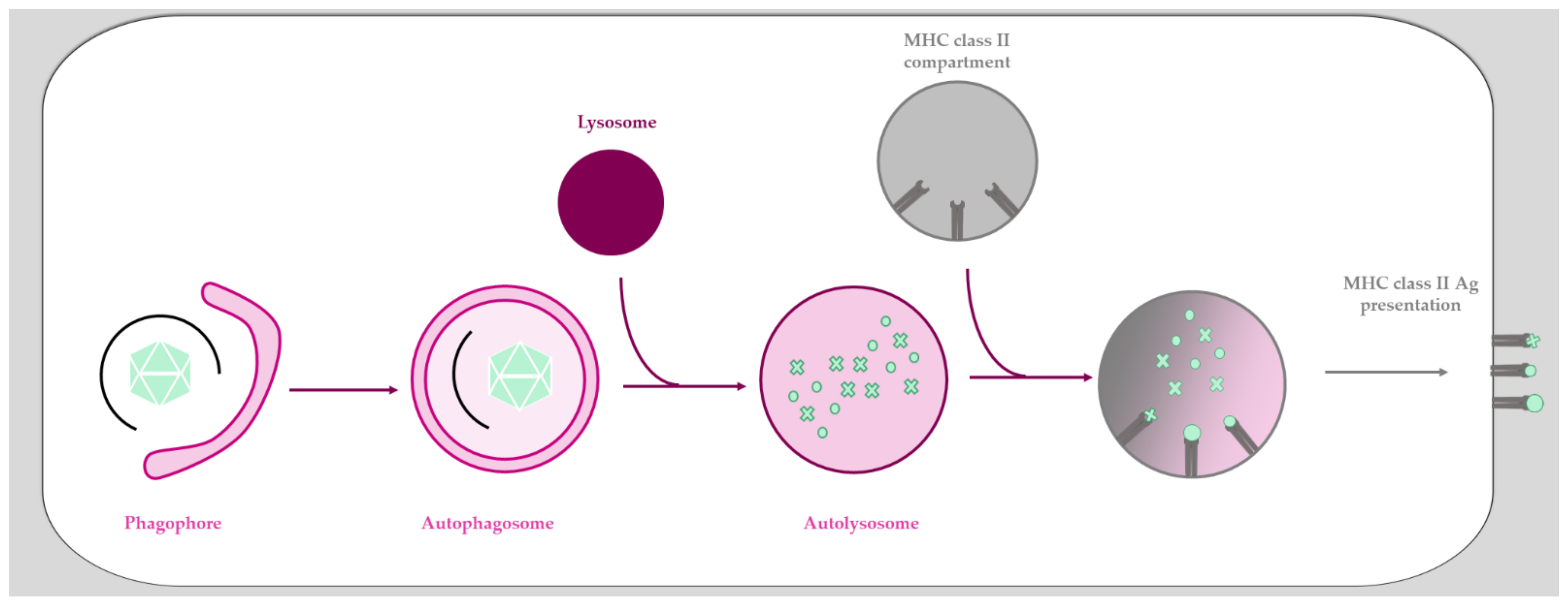Viruses 13 01221 g002