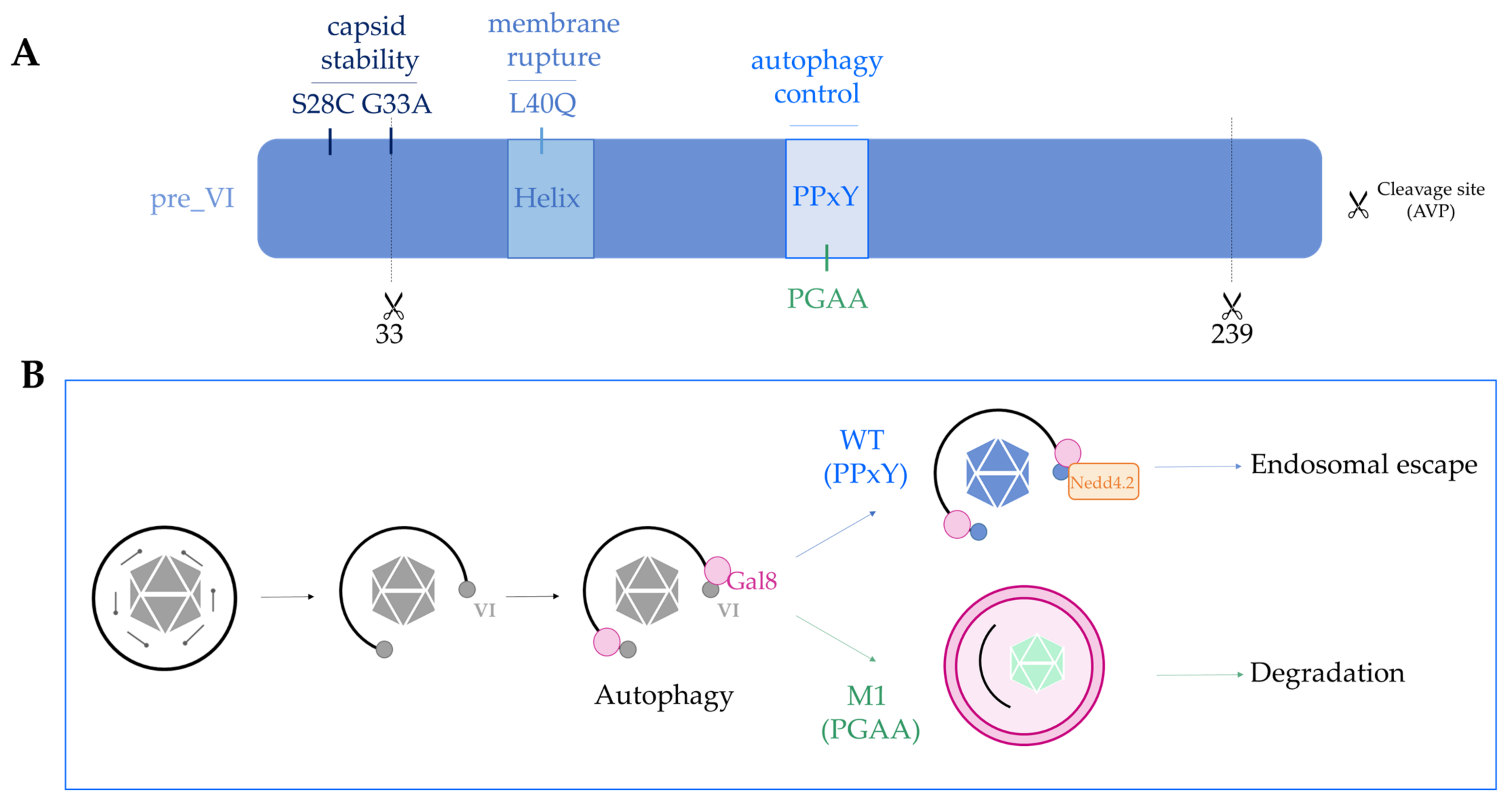 Viruses 13 01221 g003