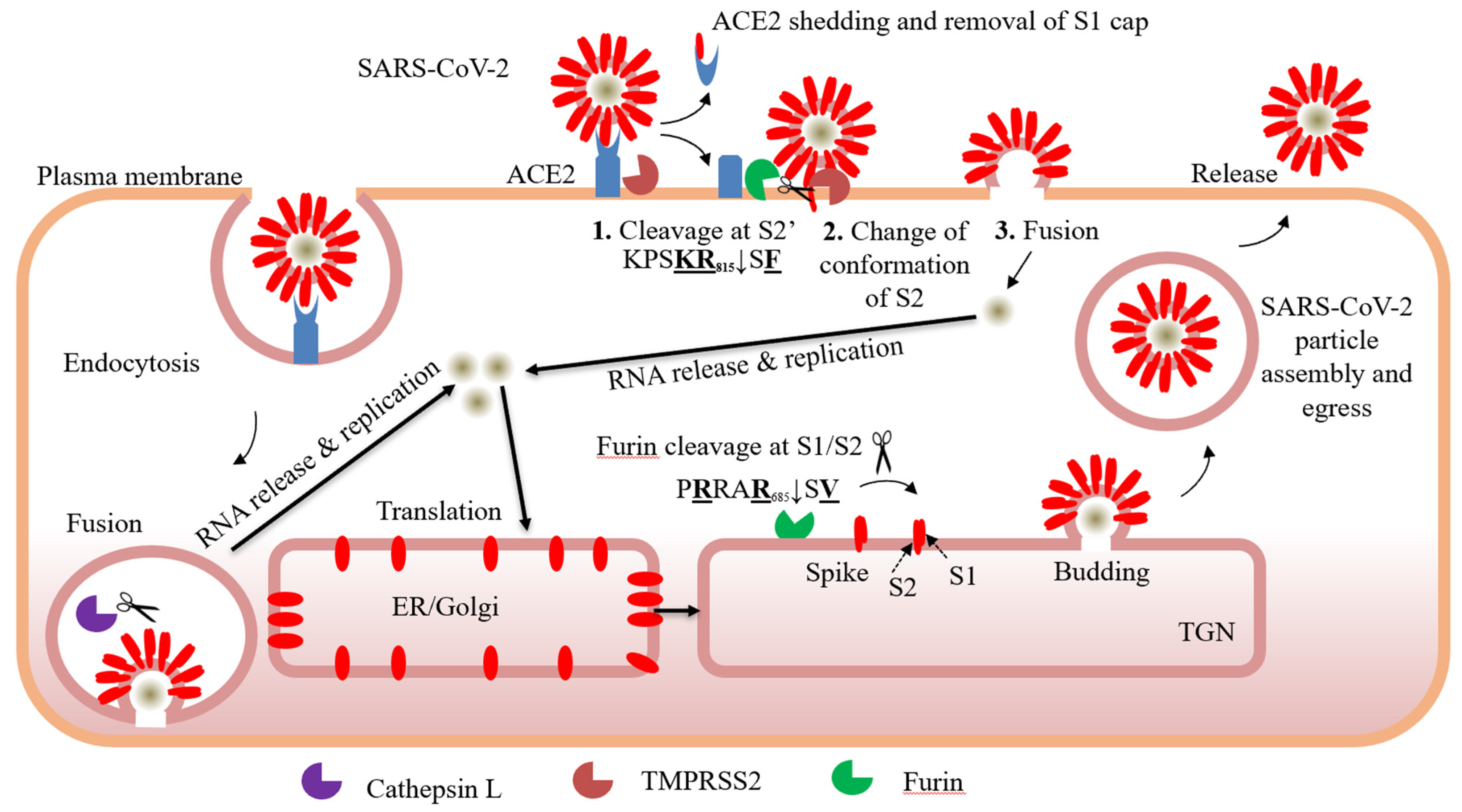 Viruses 13 01229 g001