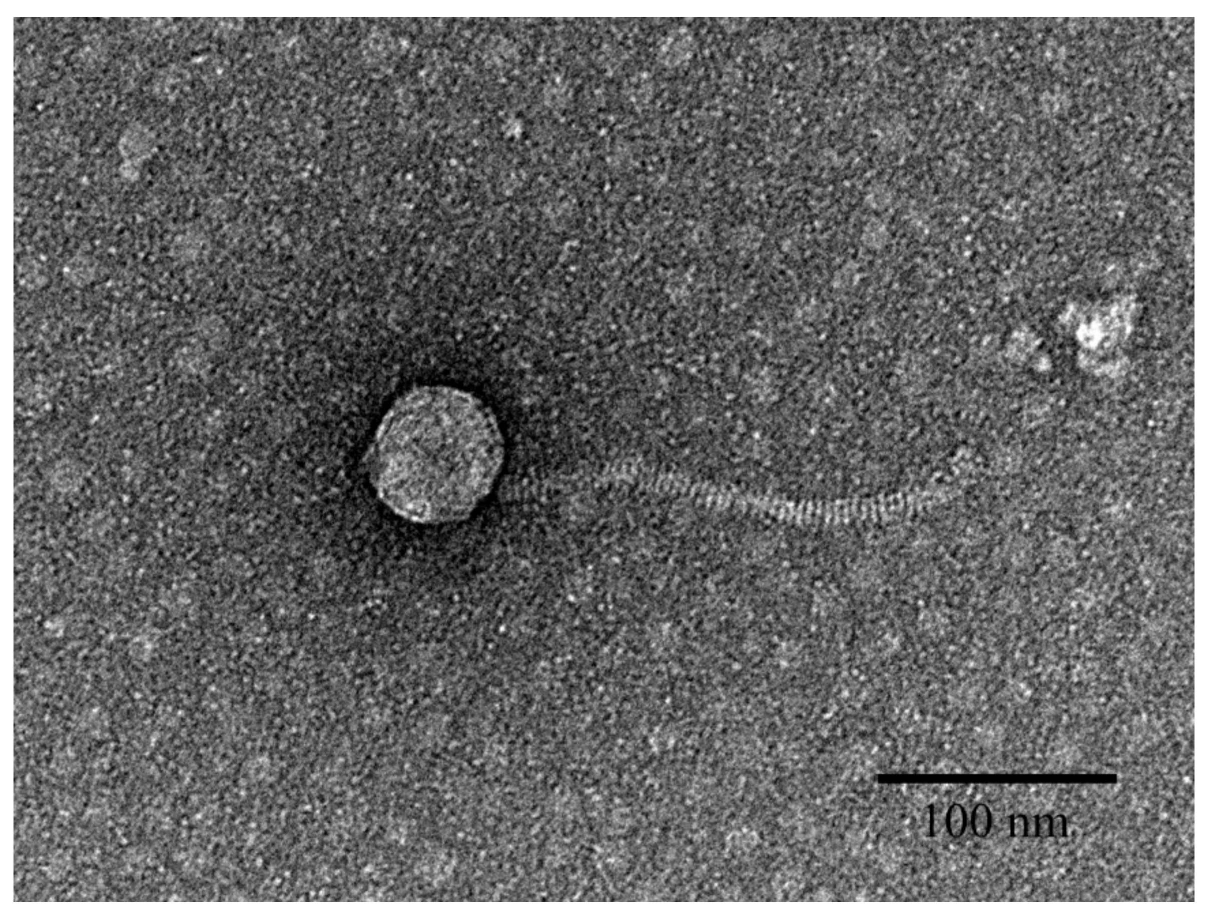 Viruses 13 01231 g001 Viruses 13 01231 g001