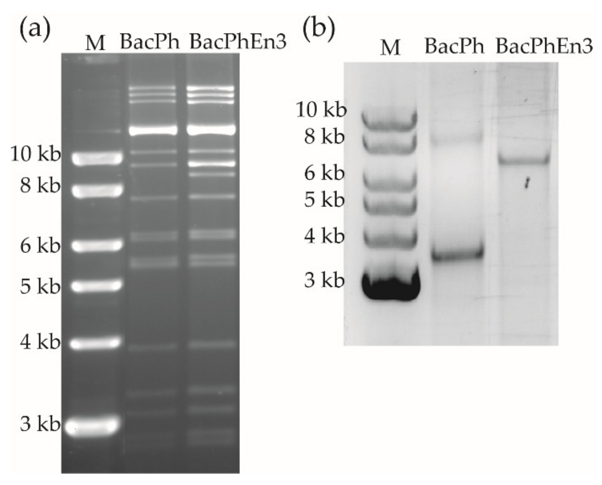 Viruses 13 01233 g001