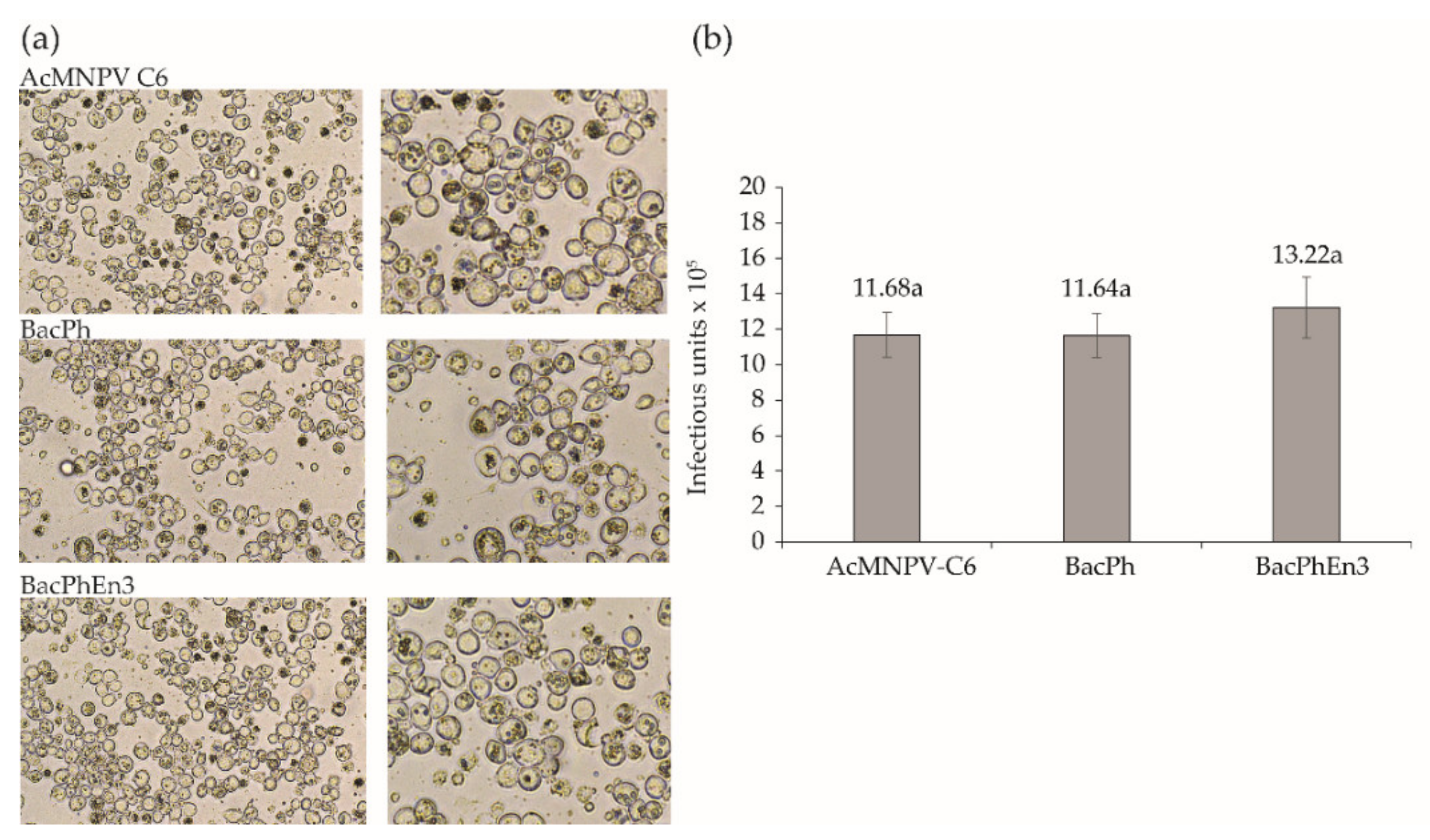Viruses 13 01233 g002