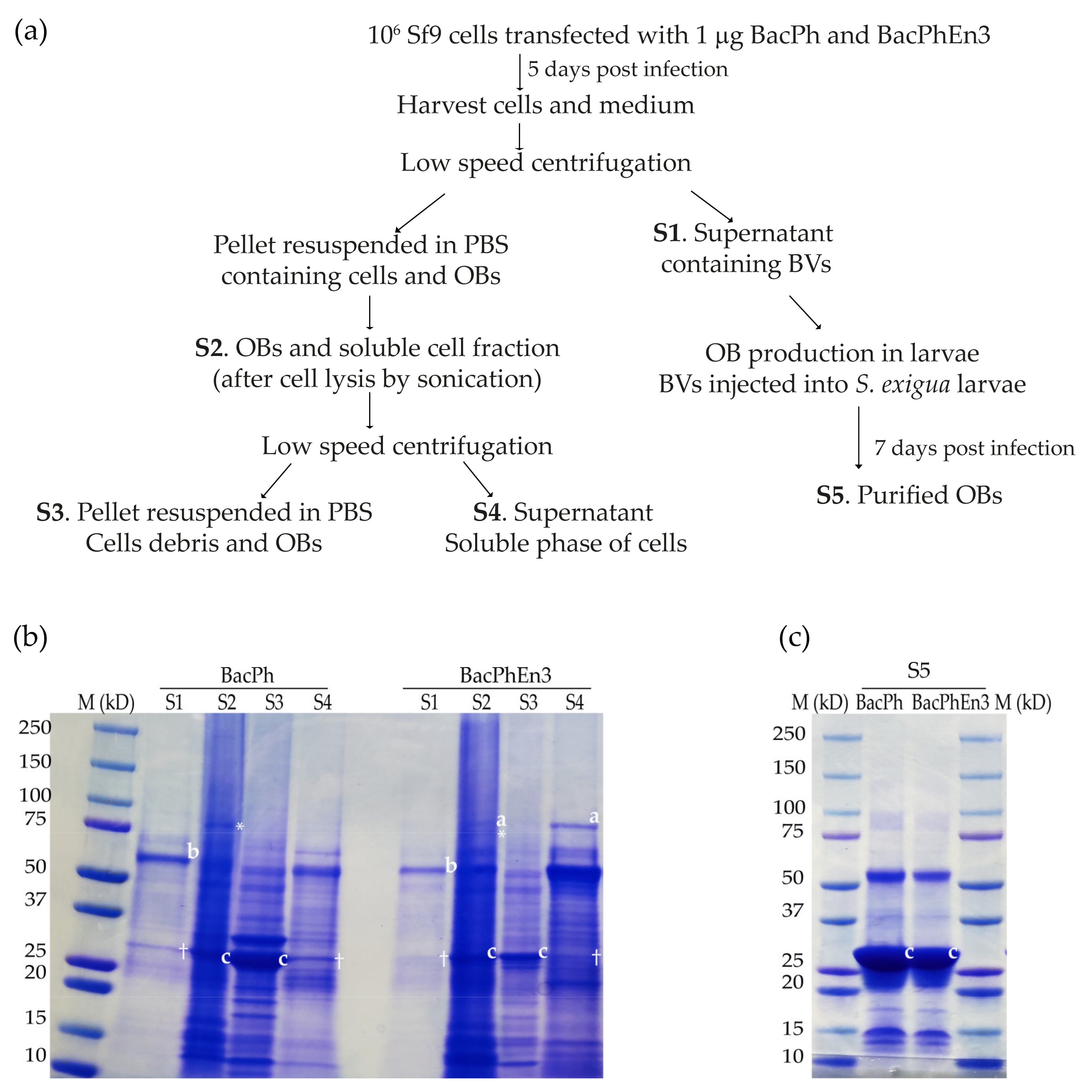 Viruses 13 01233 g004