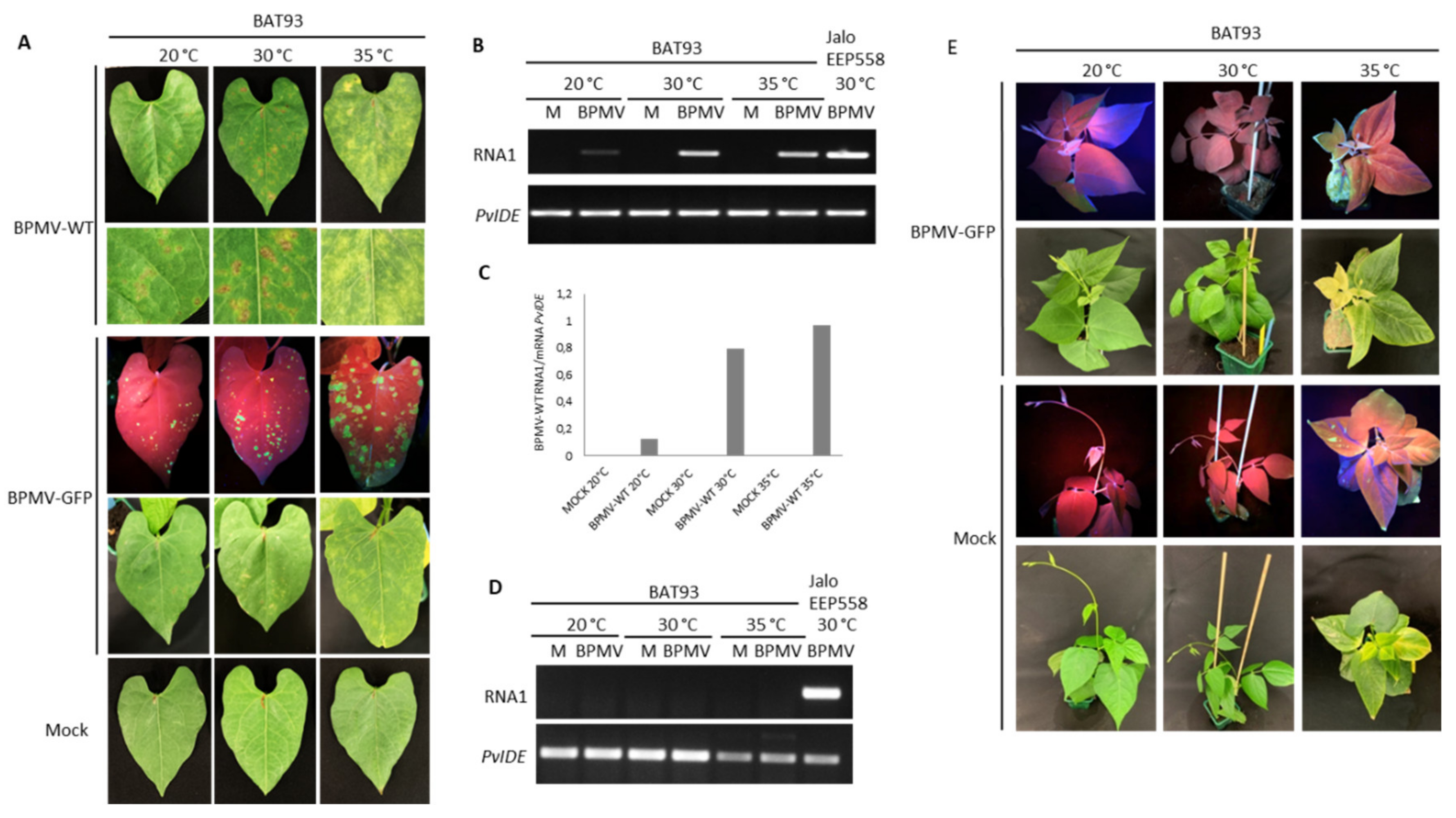 Viruses 13 01239 g003