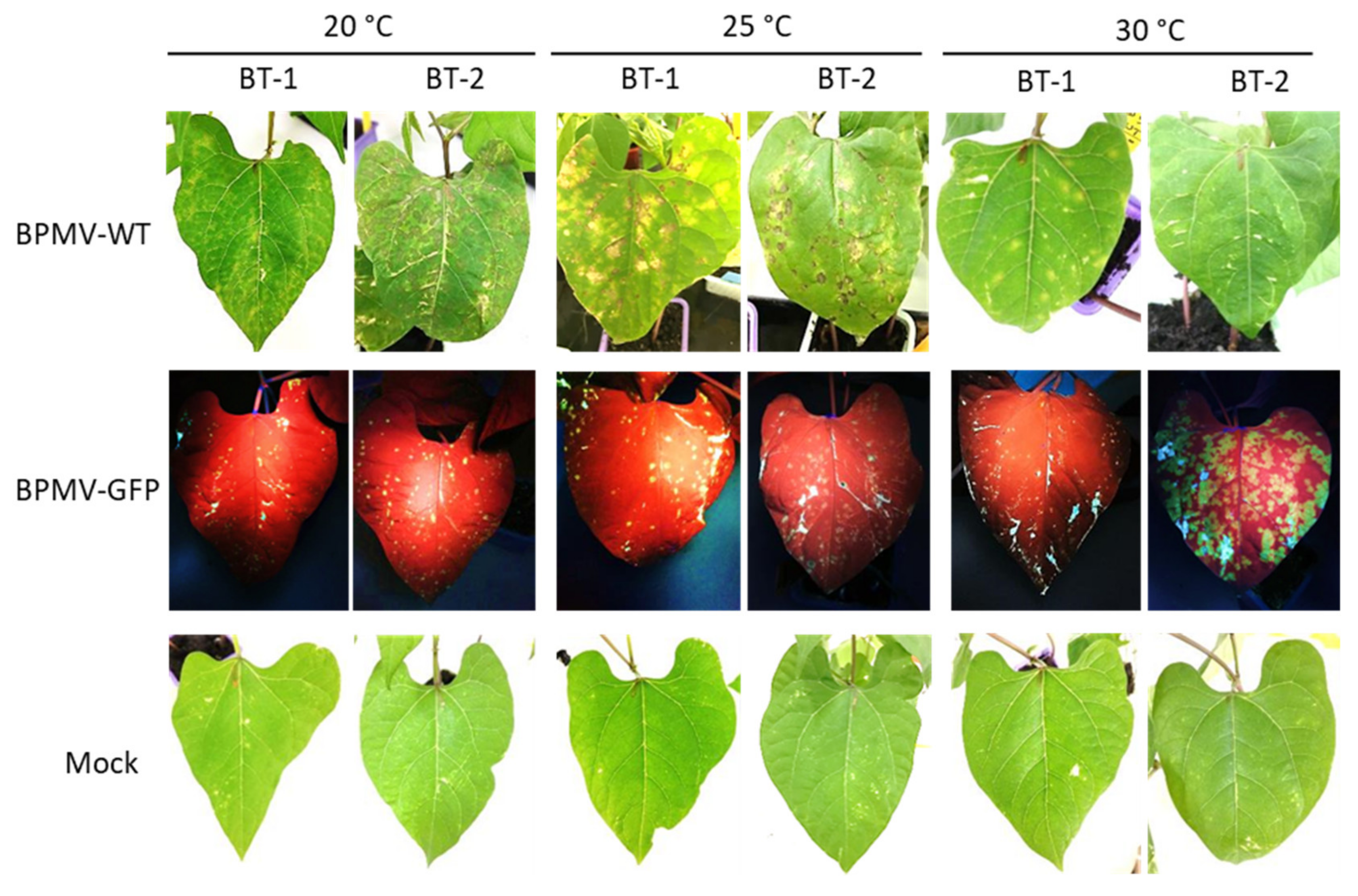 Viruses 13 01239 g005