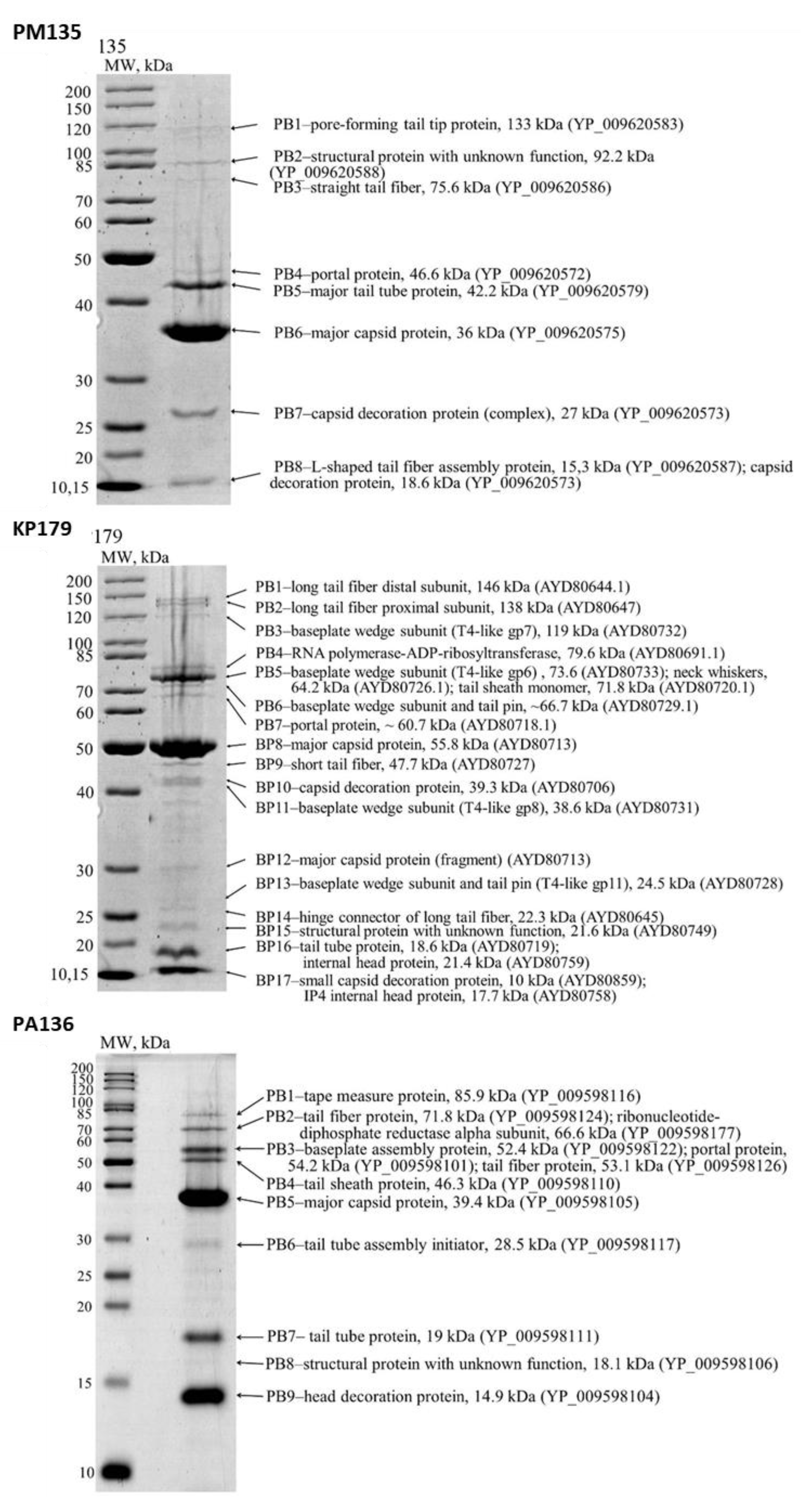 Viruses 13 01241 g001