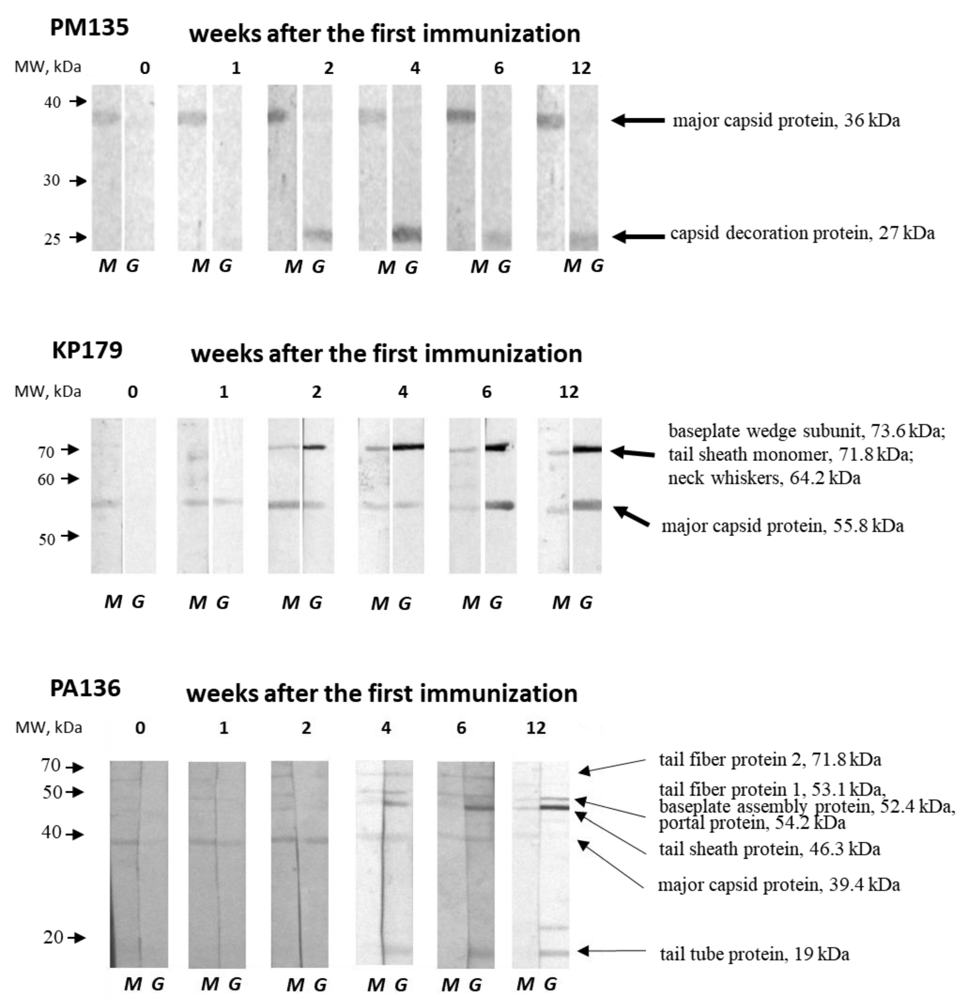 Viruses 13 01241 g005