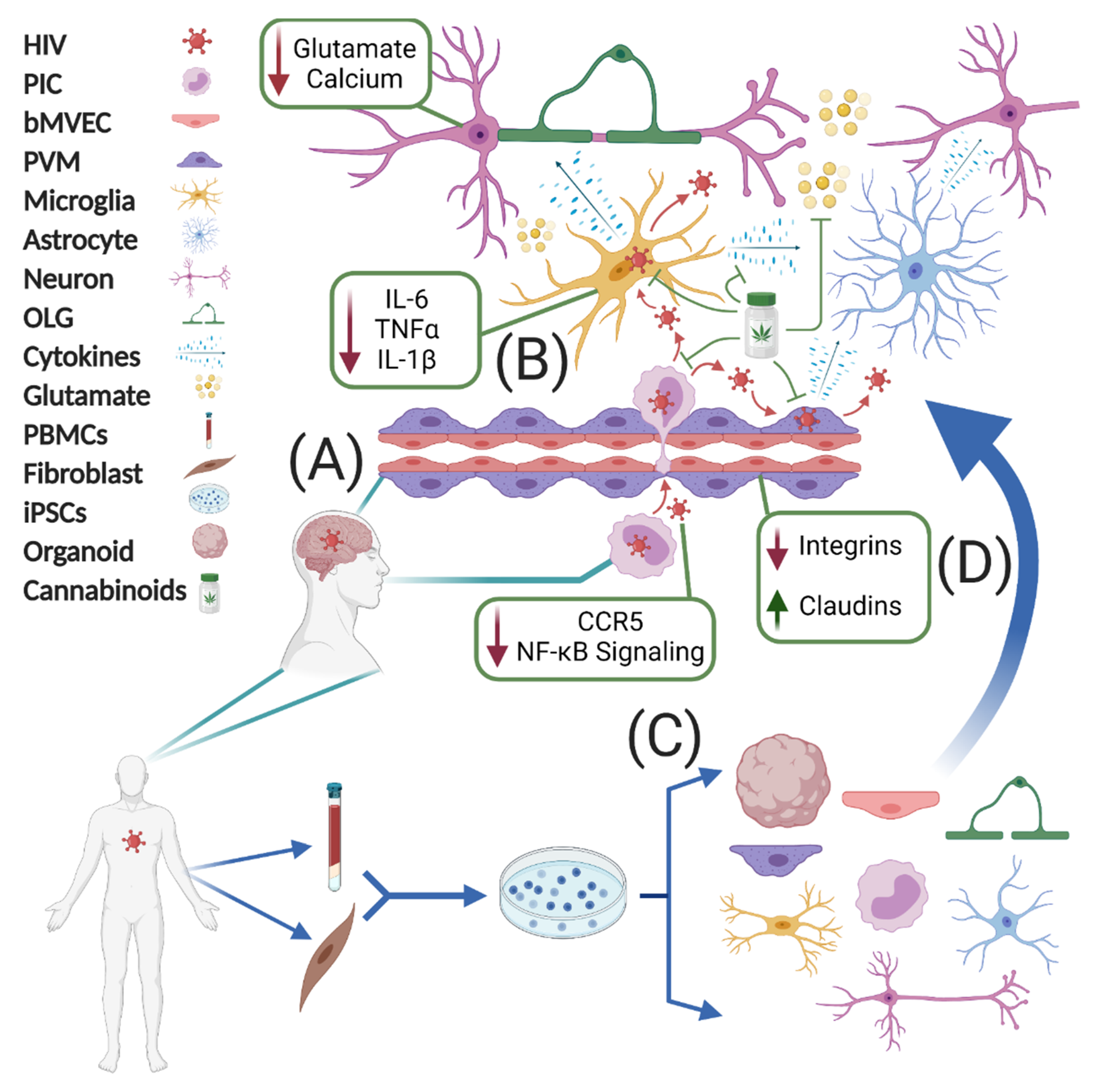 Viruses 13 01242 g001