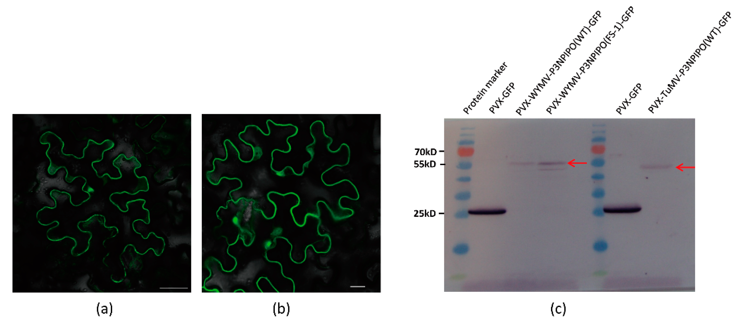 Viruses 13 01247 g002