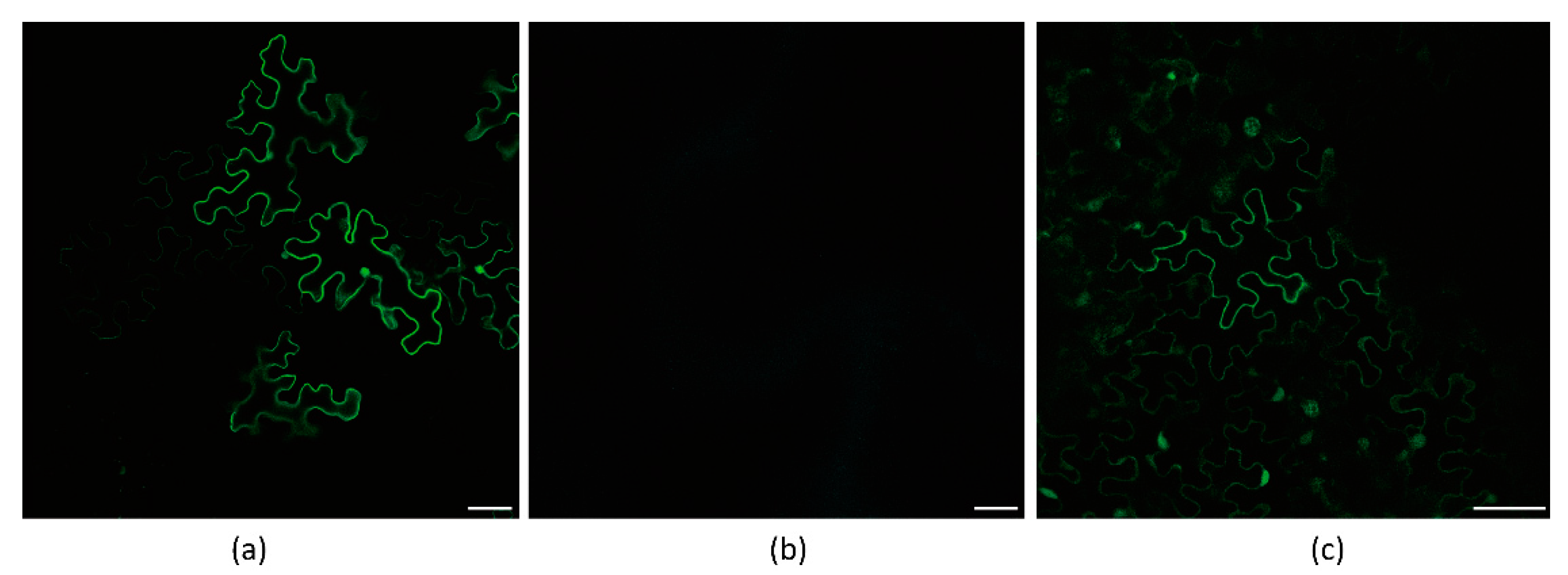 Viruses 13 01247 g005