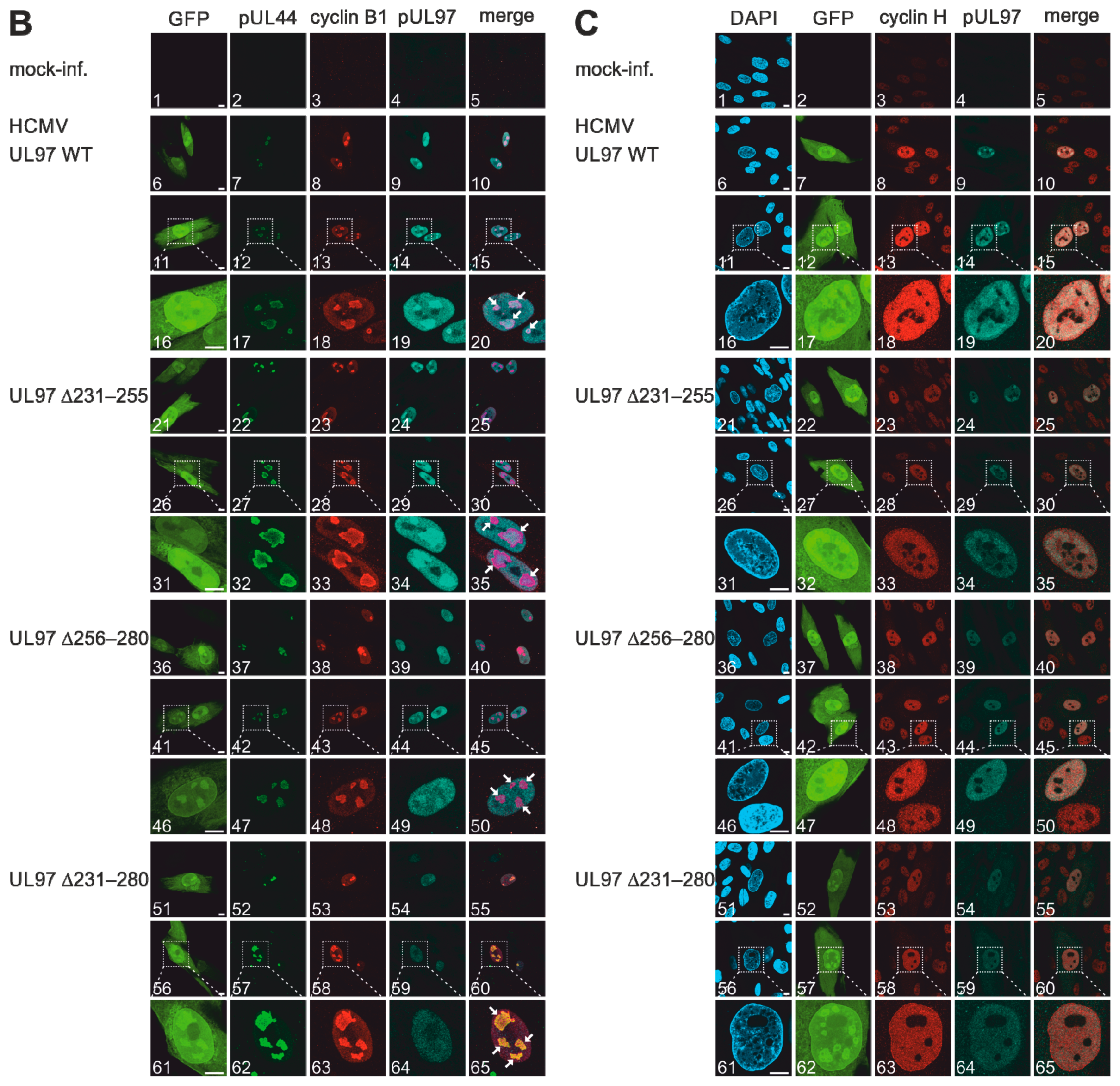 Viruses 13 01248 g005b