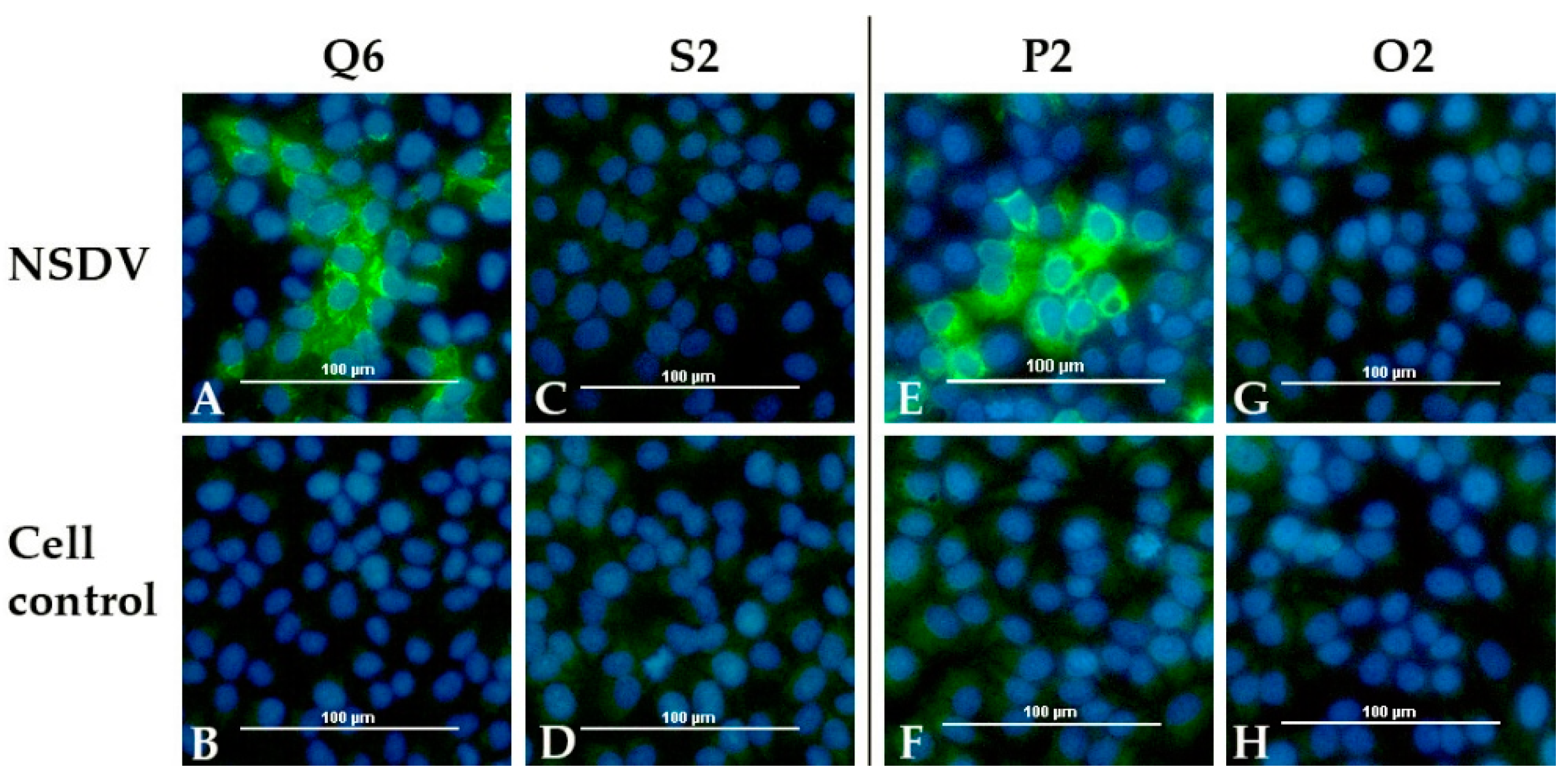 Viruses 13 01250 g008
