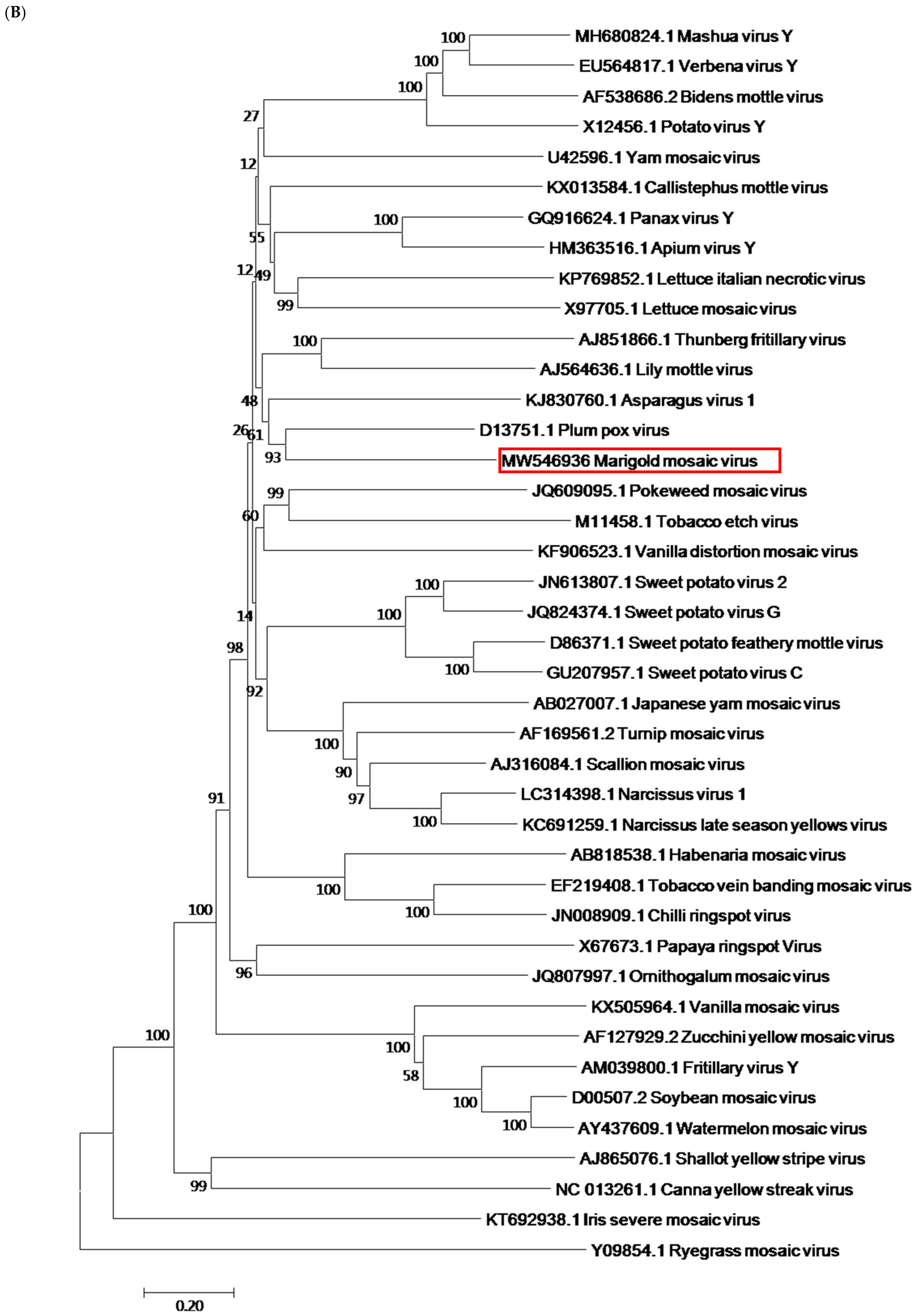 Viruses 13 01254 g003b Viruses 13 01254 g003b