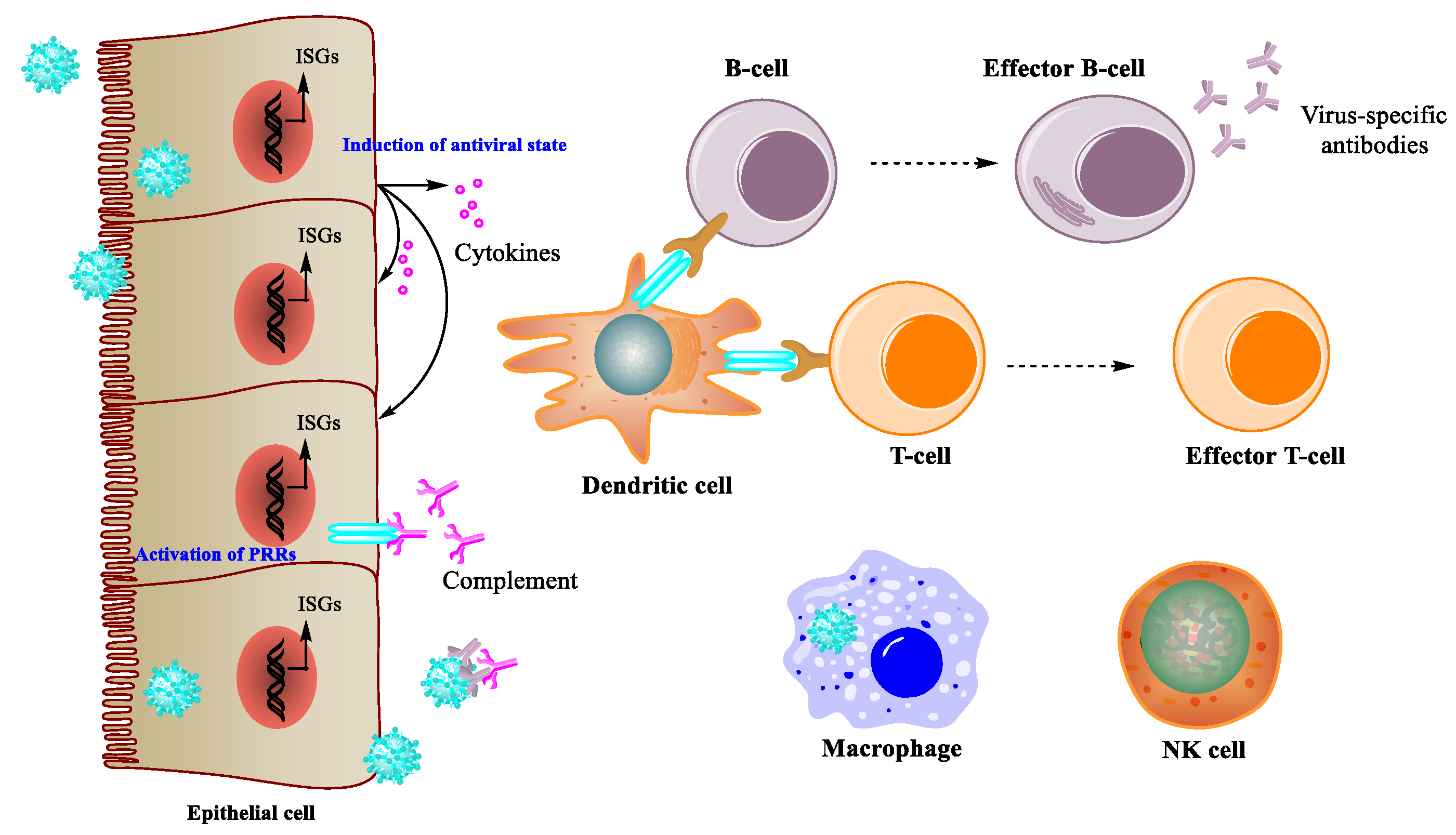 Viruses 13 01257 g002