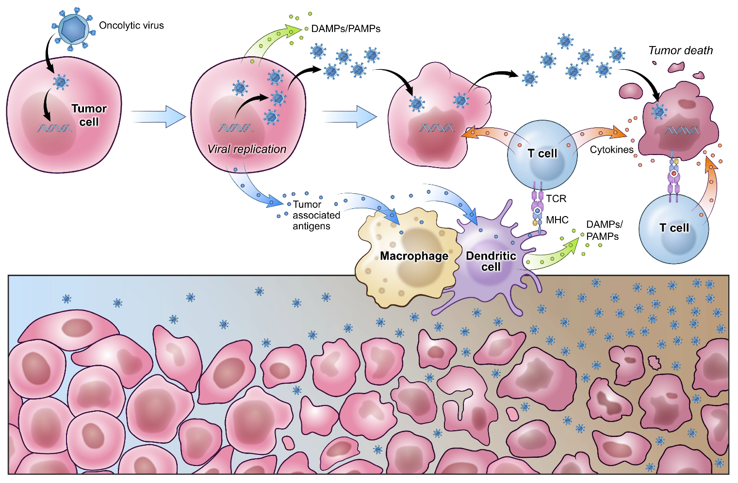 Viruses 13 01264 g002