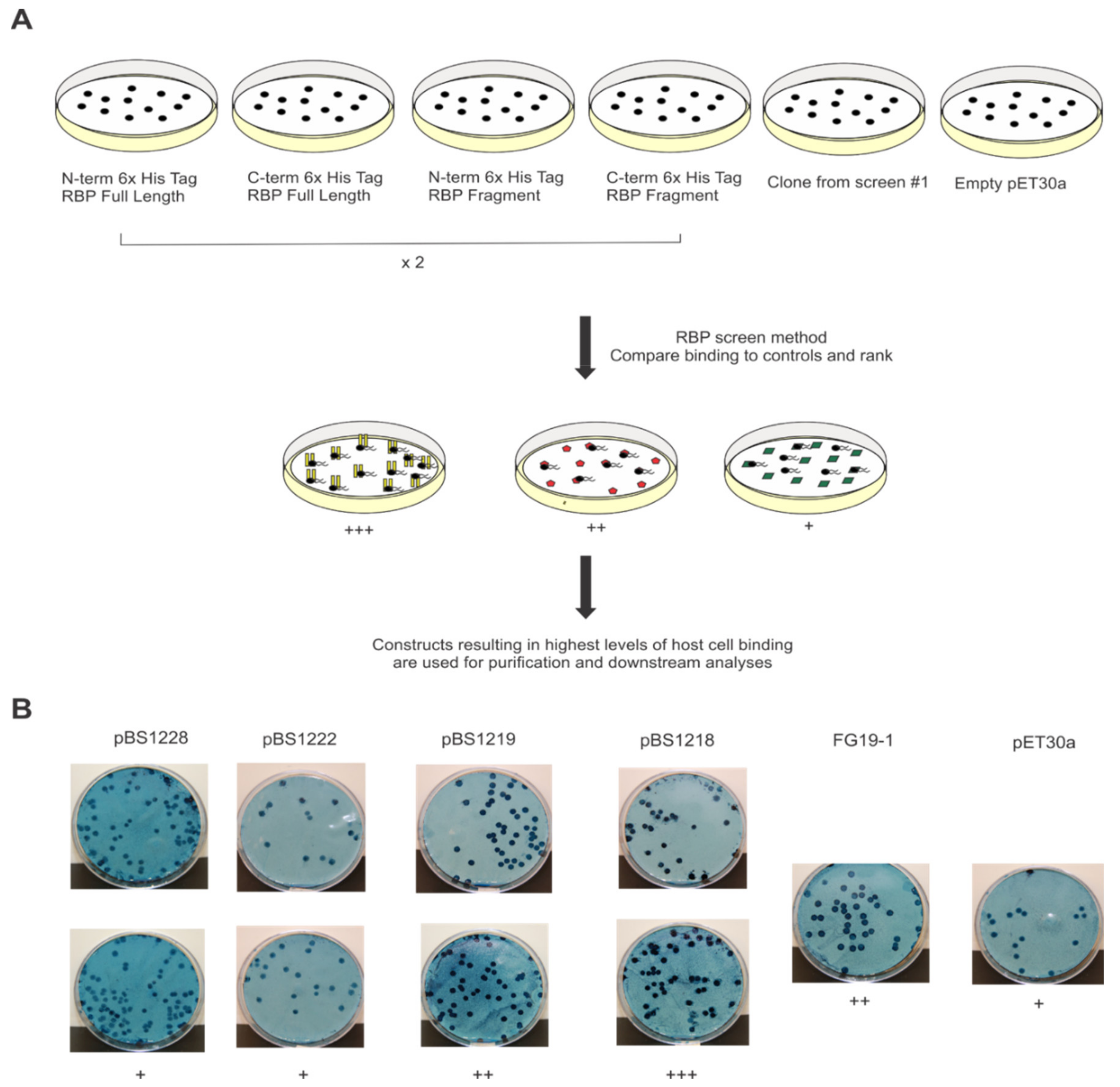 Viruses 13 01267 g004