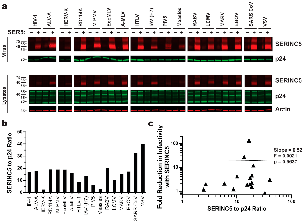 Viruses 13 01279 g004