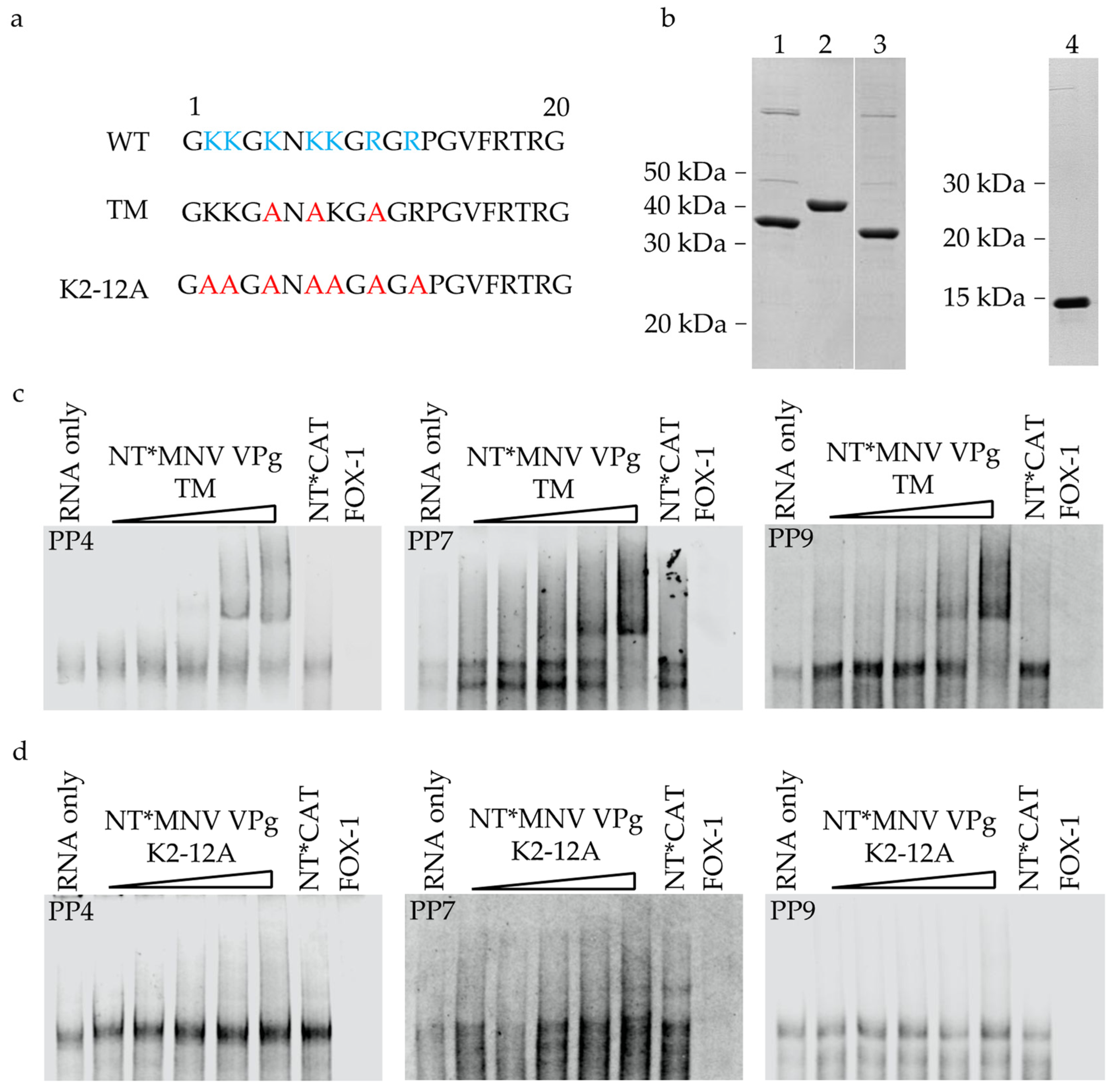 Viruses 13 01282 g008