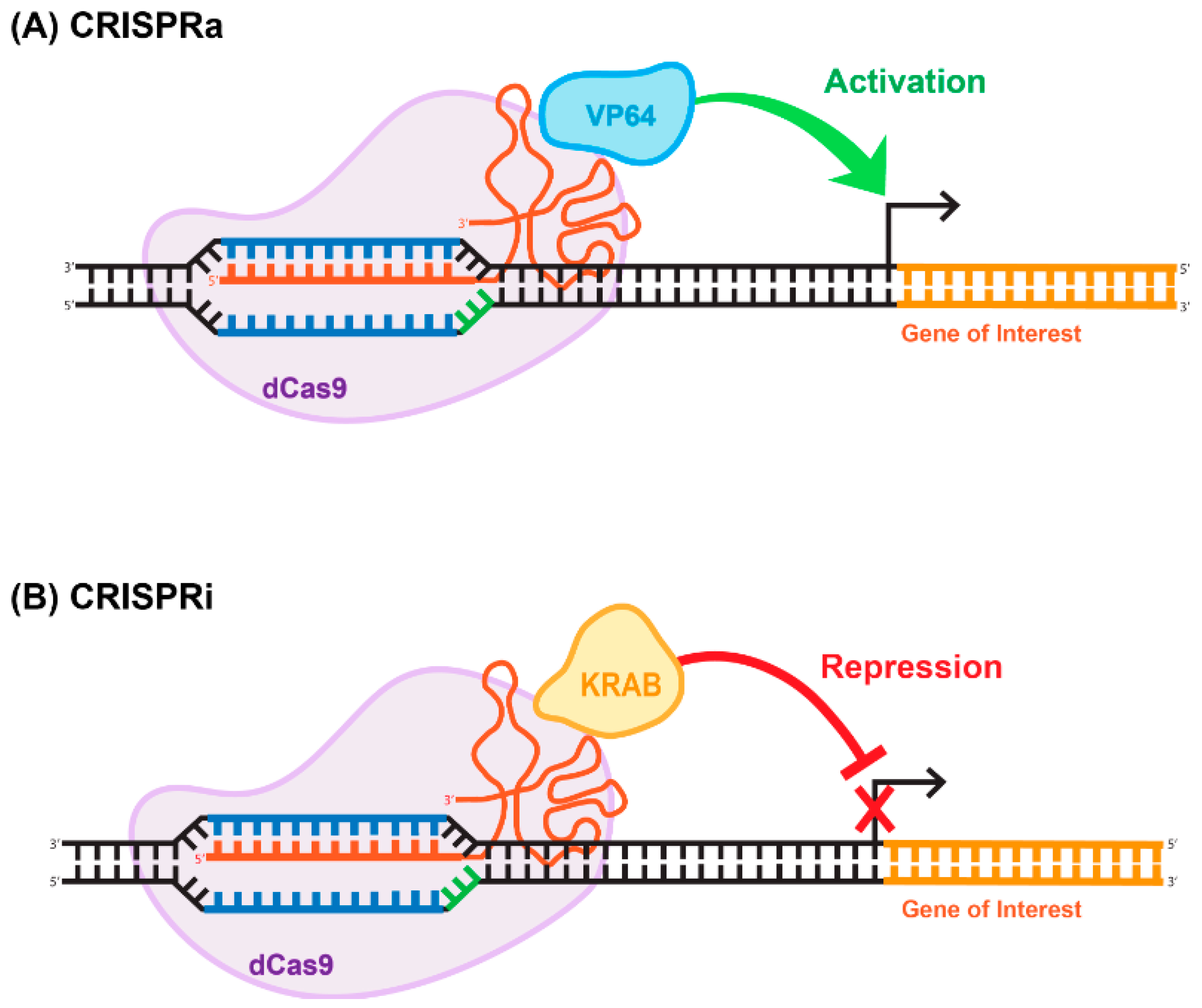 Viruses 13 01288 g005
