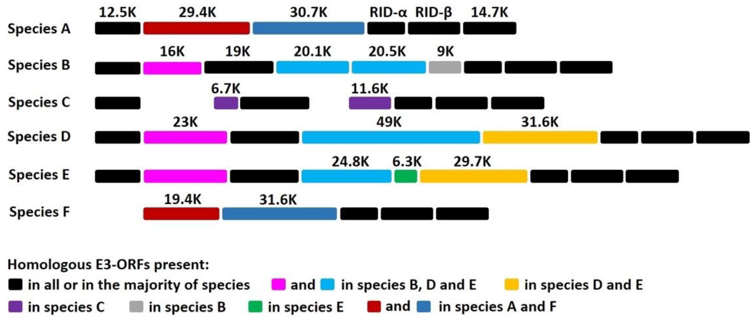 Viruses 13 01289 g001