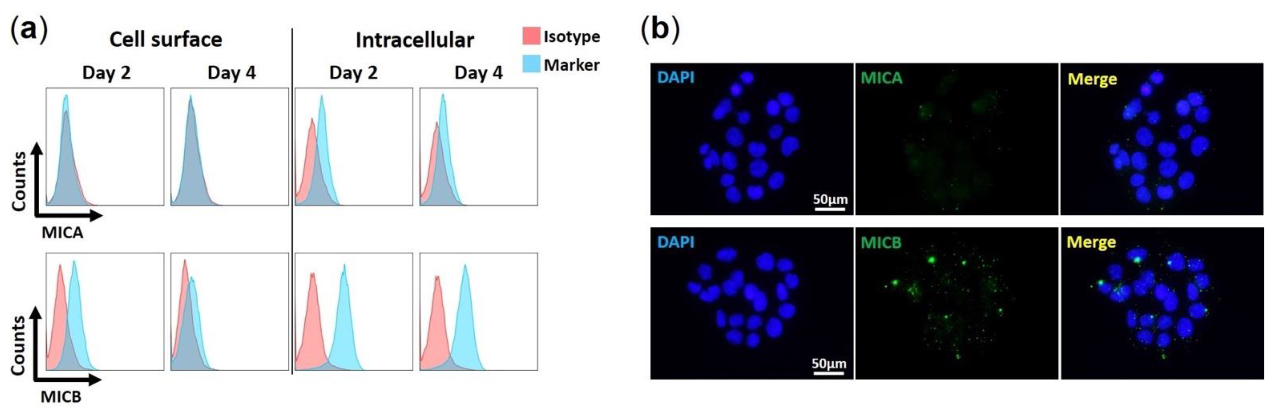 Viruses 13 01289 g003