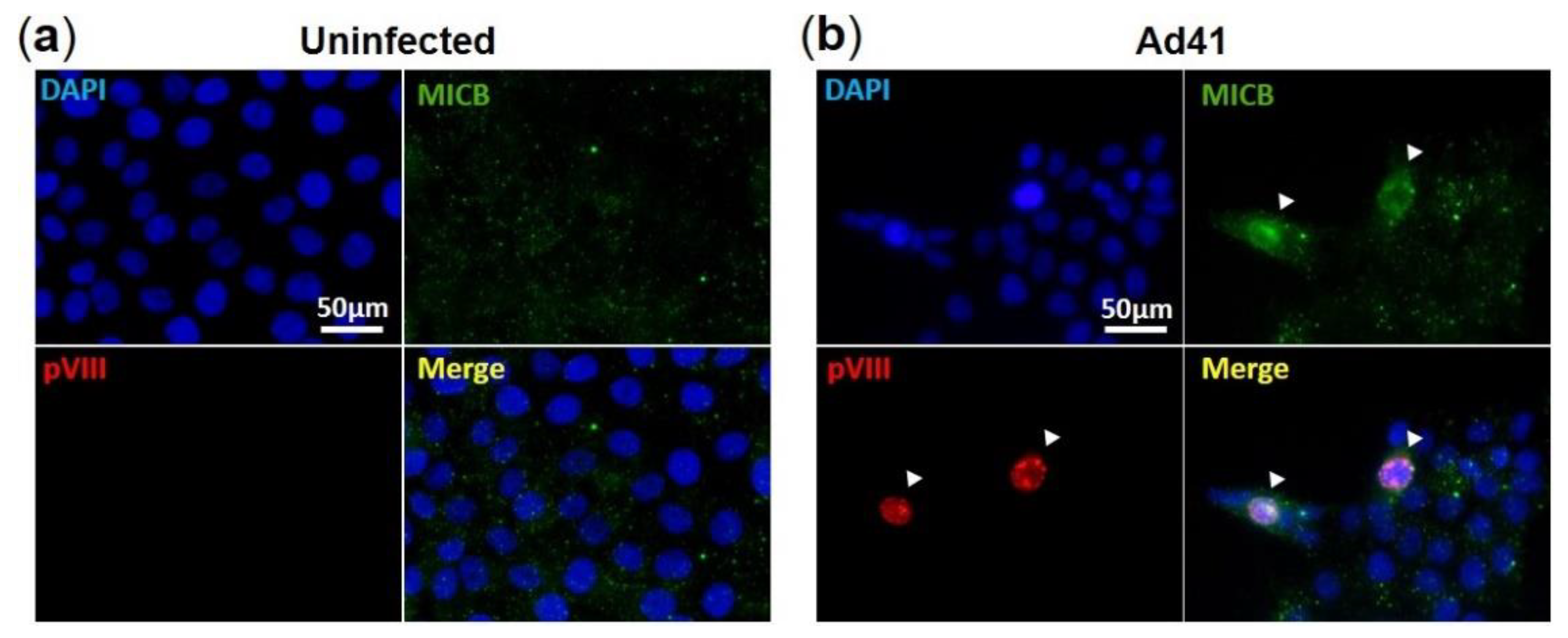 Viruses 13 01289 g005