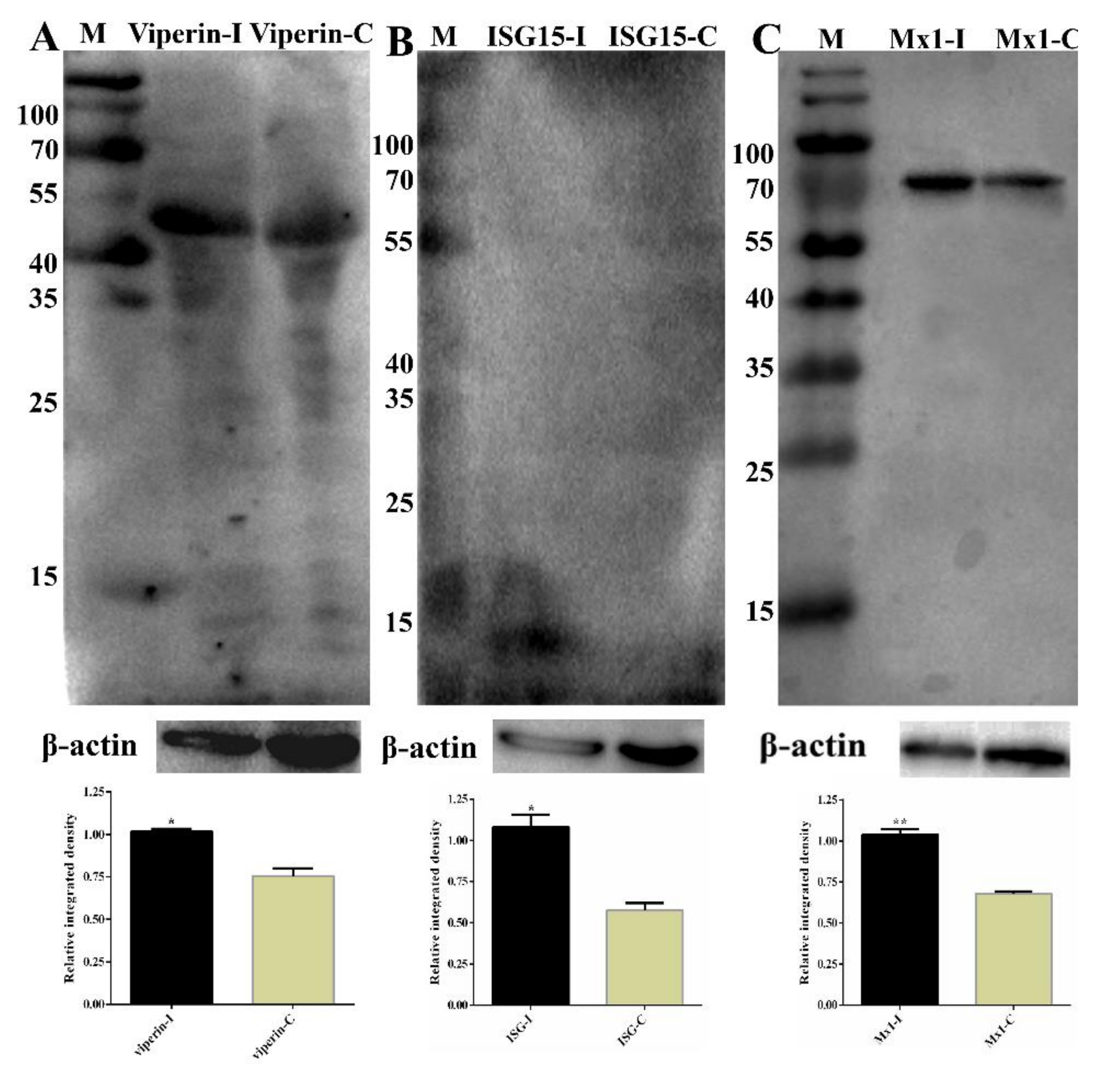 Viruses 13 01293 g011