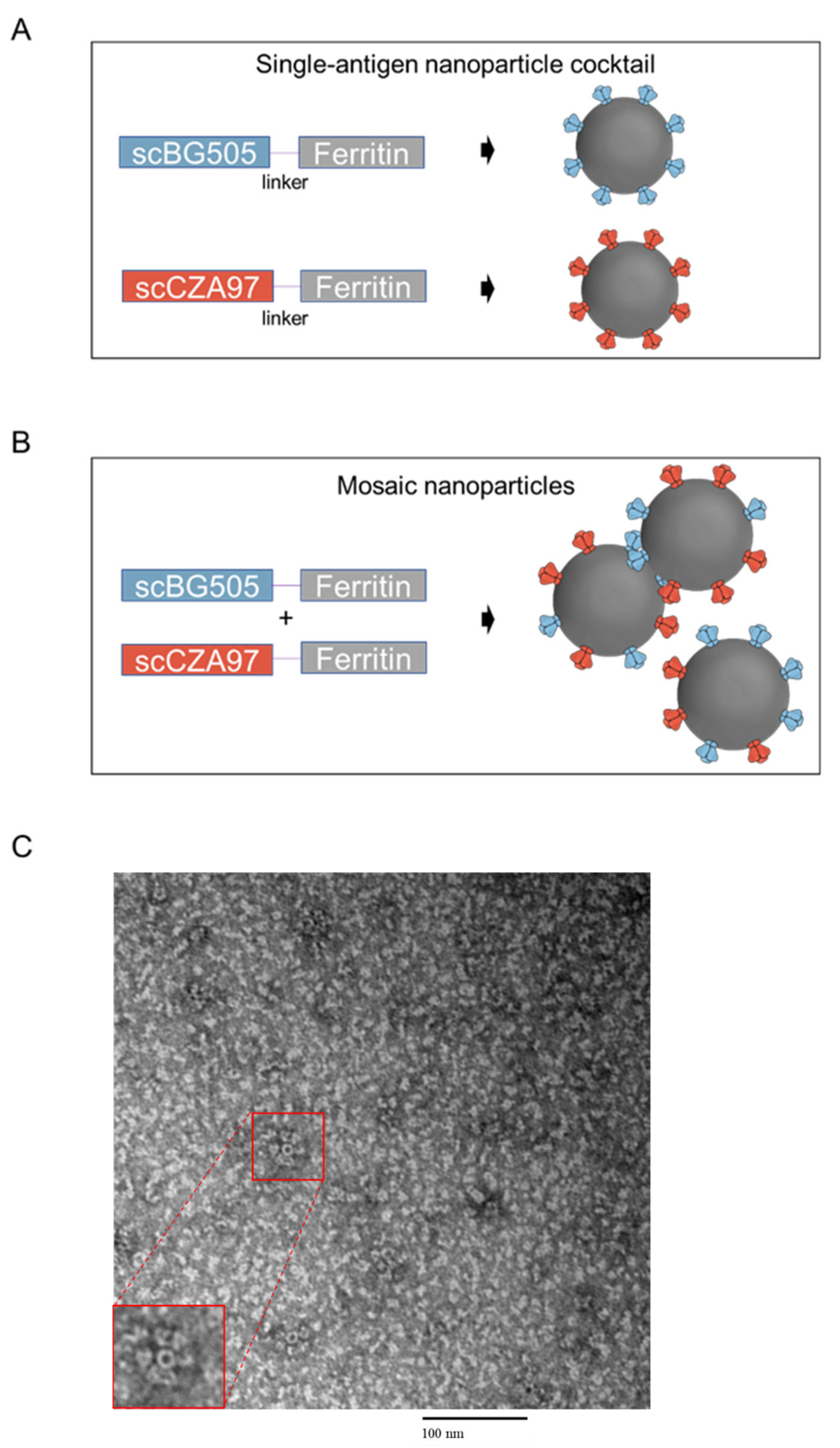 Viruses 13 01296 g001