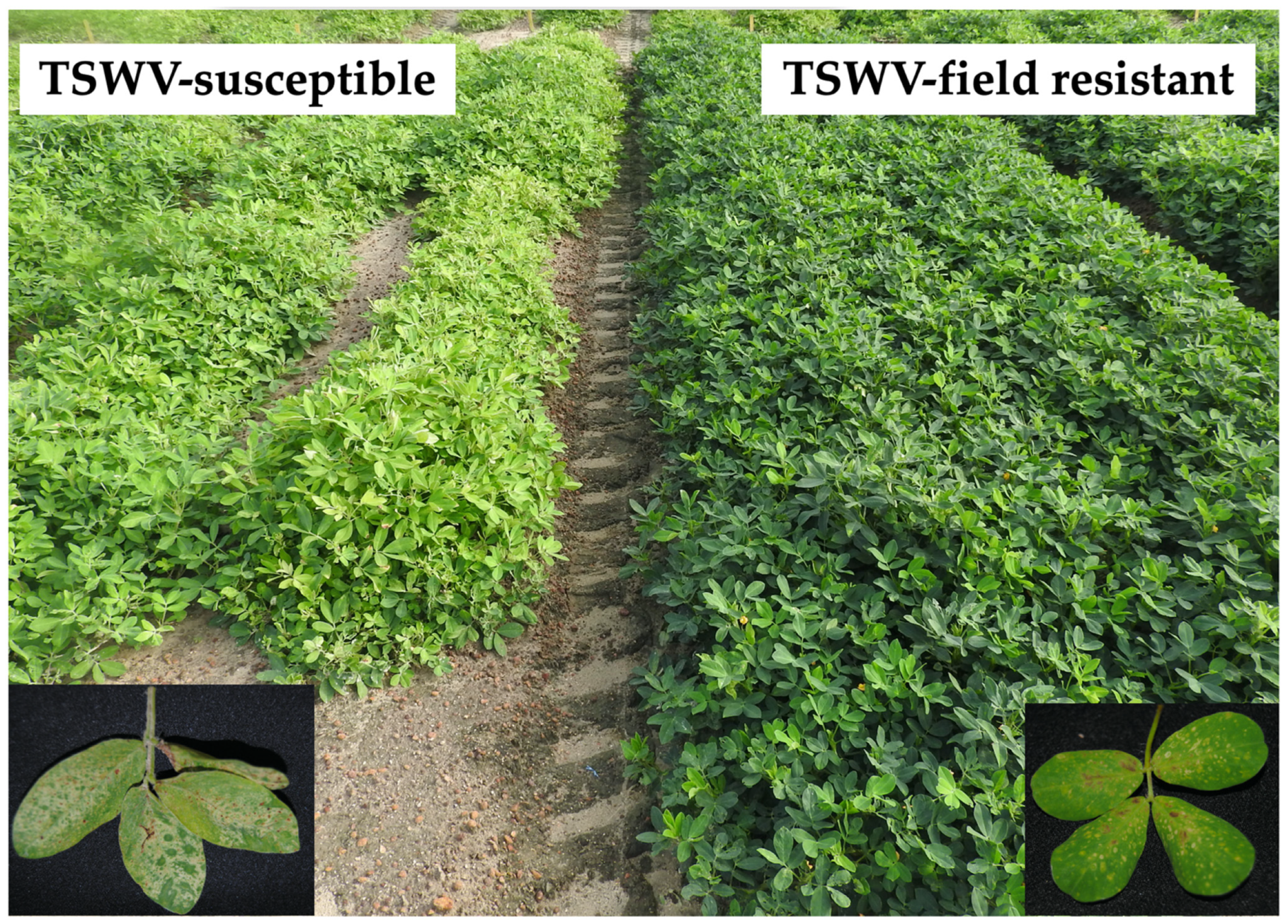 Viruses 13 01303 g001