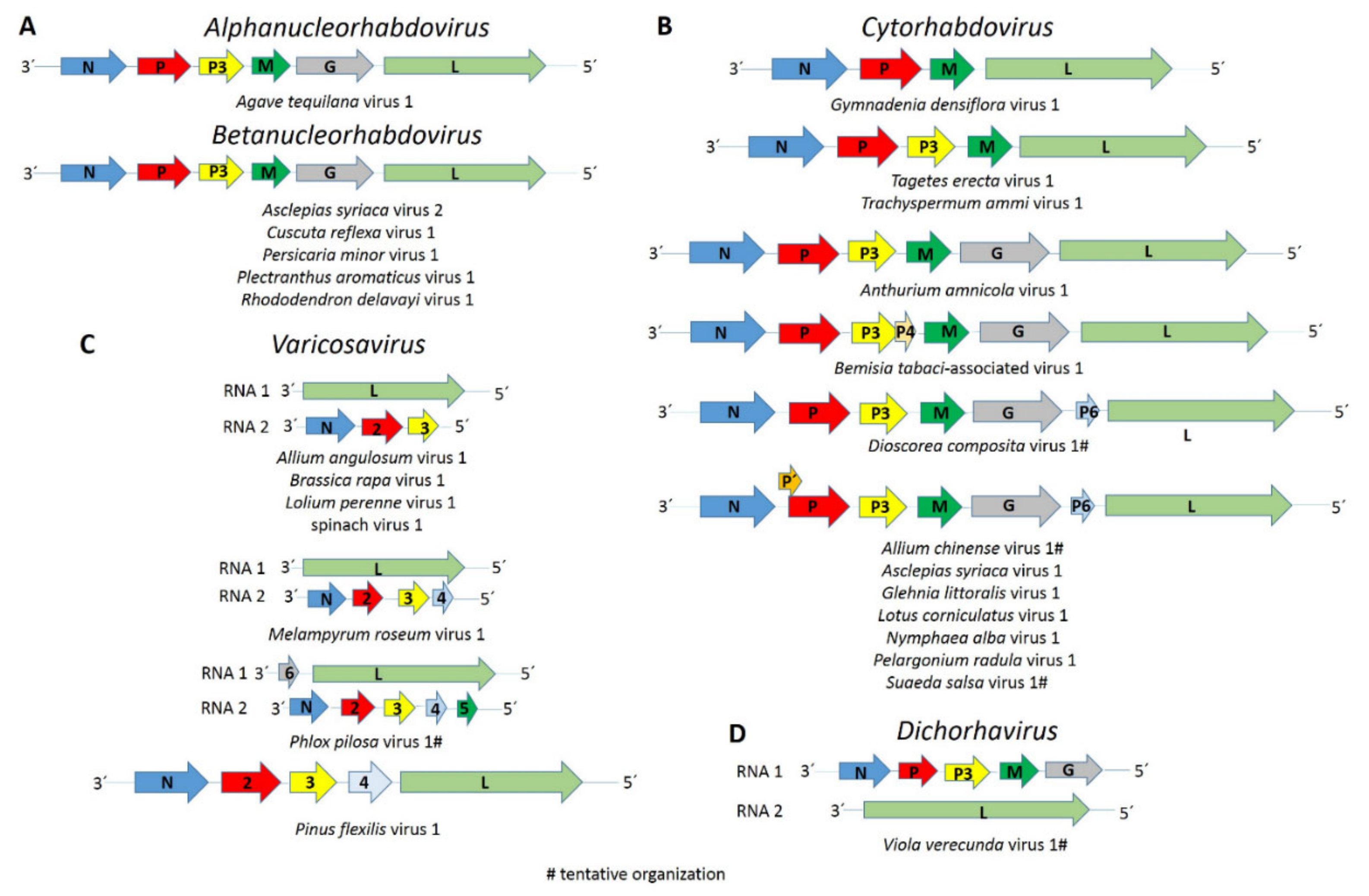 Viruses 13 01304 g001 Viruses 13 01304 g001
