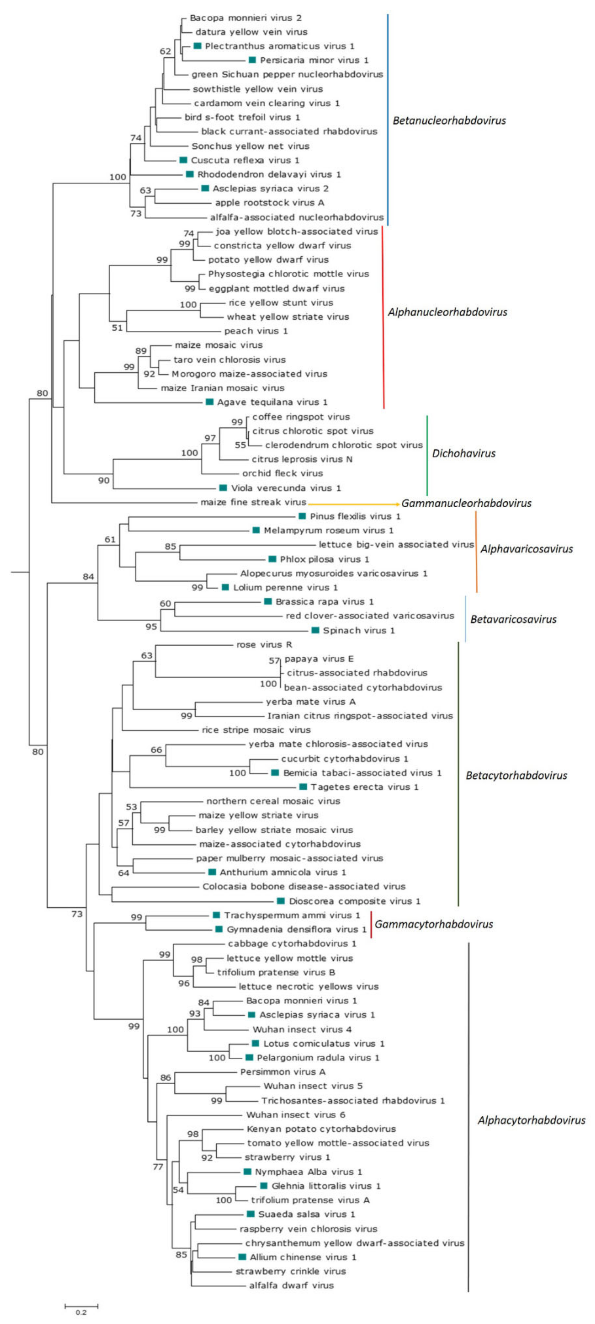 Viruses 13 01304 g002 Viruses 13 01304 g002
