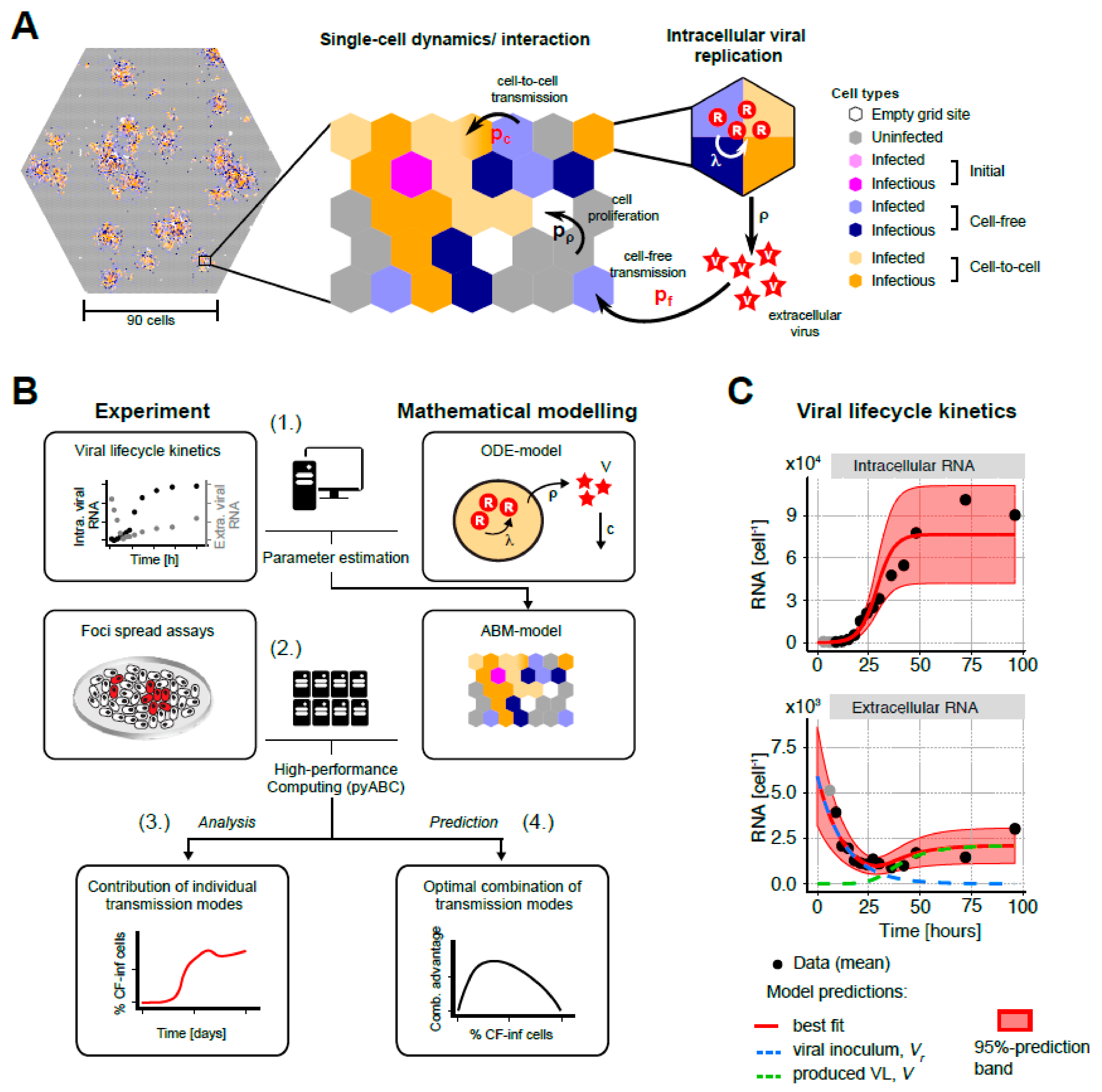 Viruses 13 01308 g003