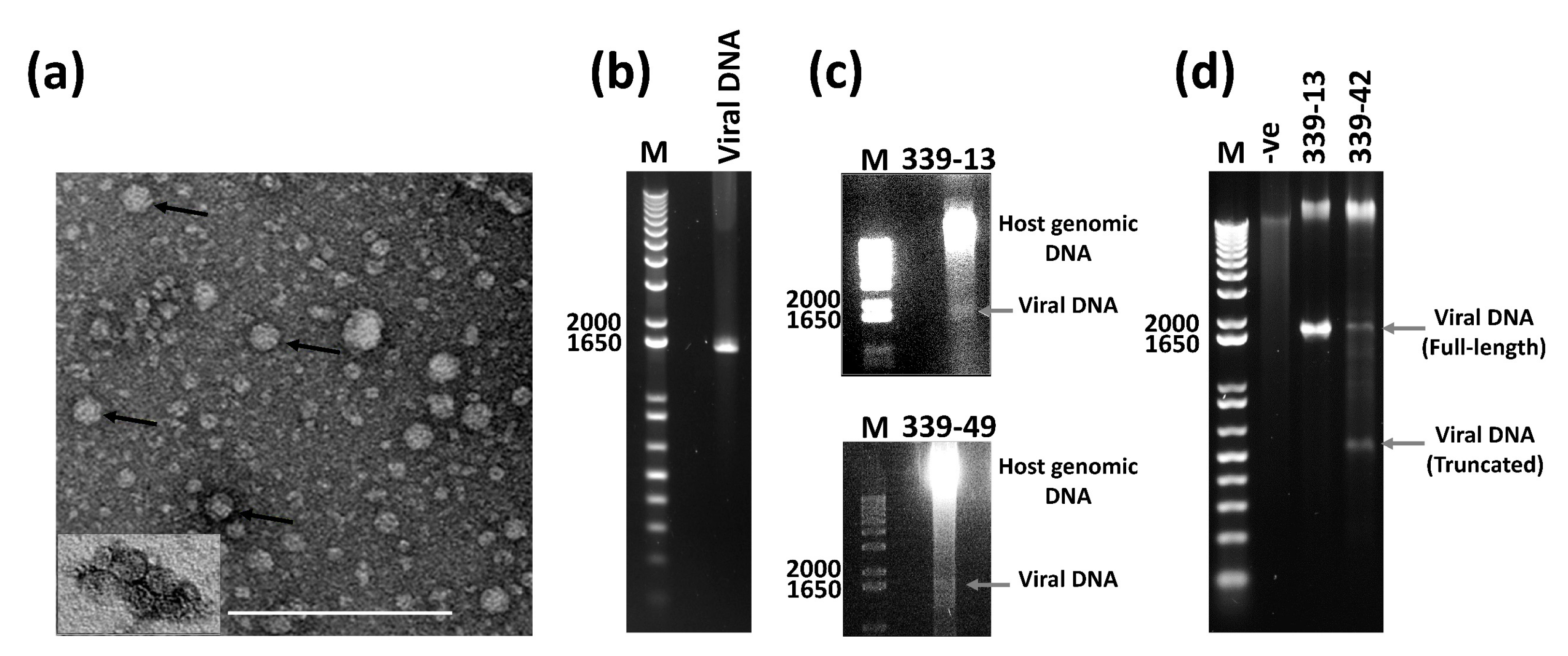 Viruses 13 01315 g003