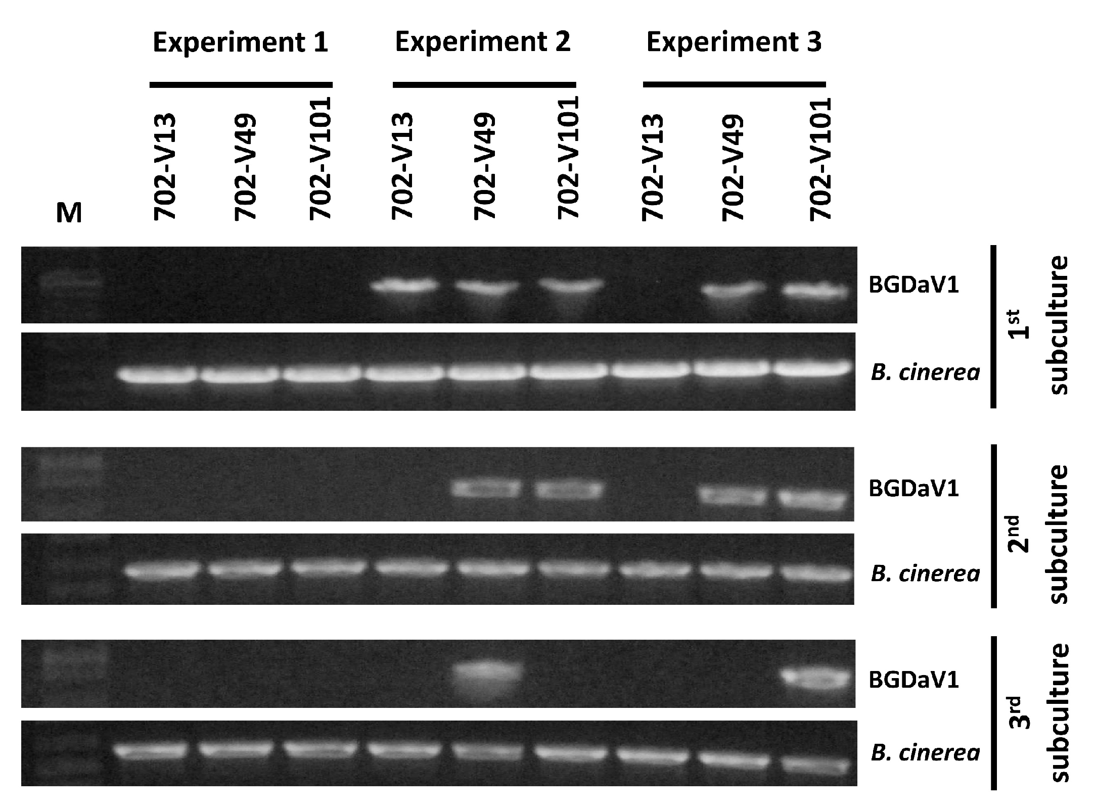 Viruses 13 01315 g004