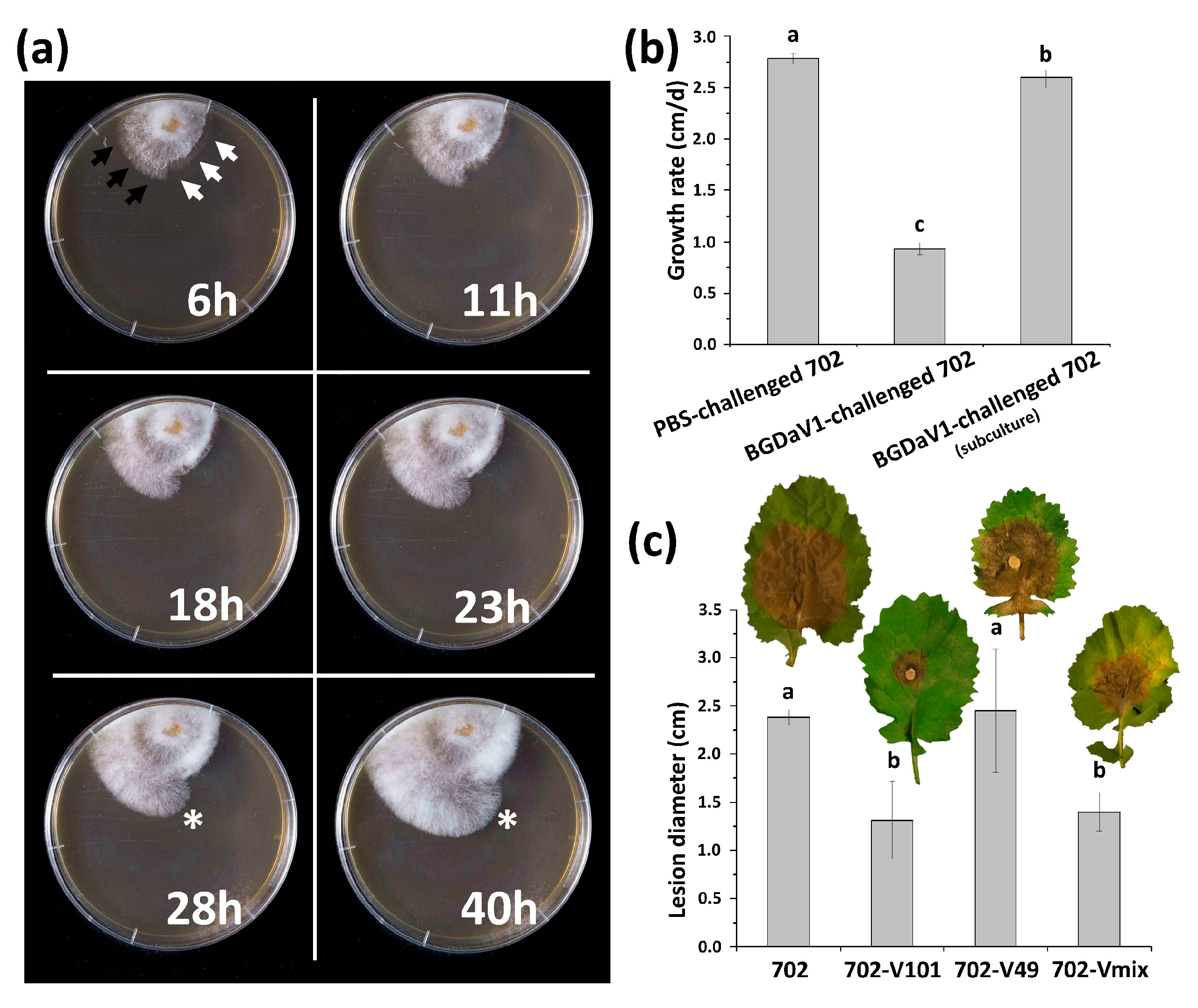 Viruses 13 01315 g005